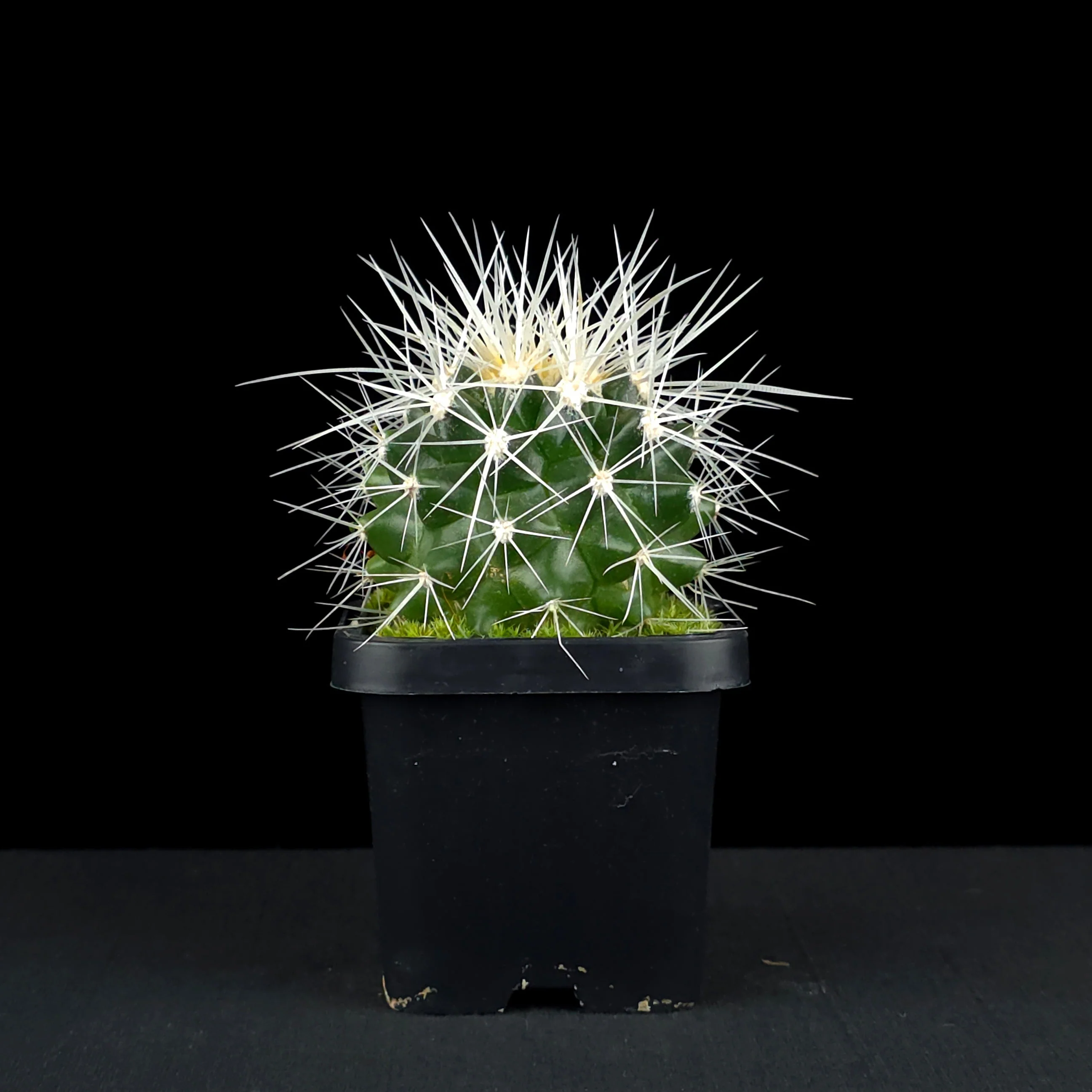 Echinocactus grusonii 'White Form' - White-Spined Barrel Cactus - Image 2