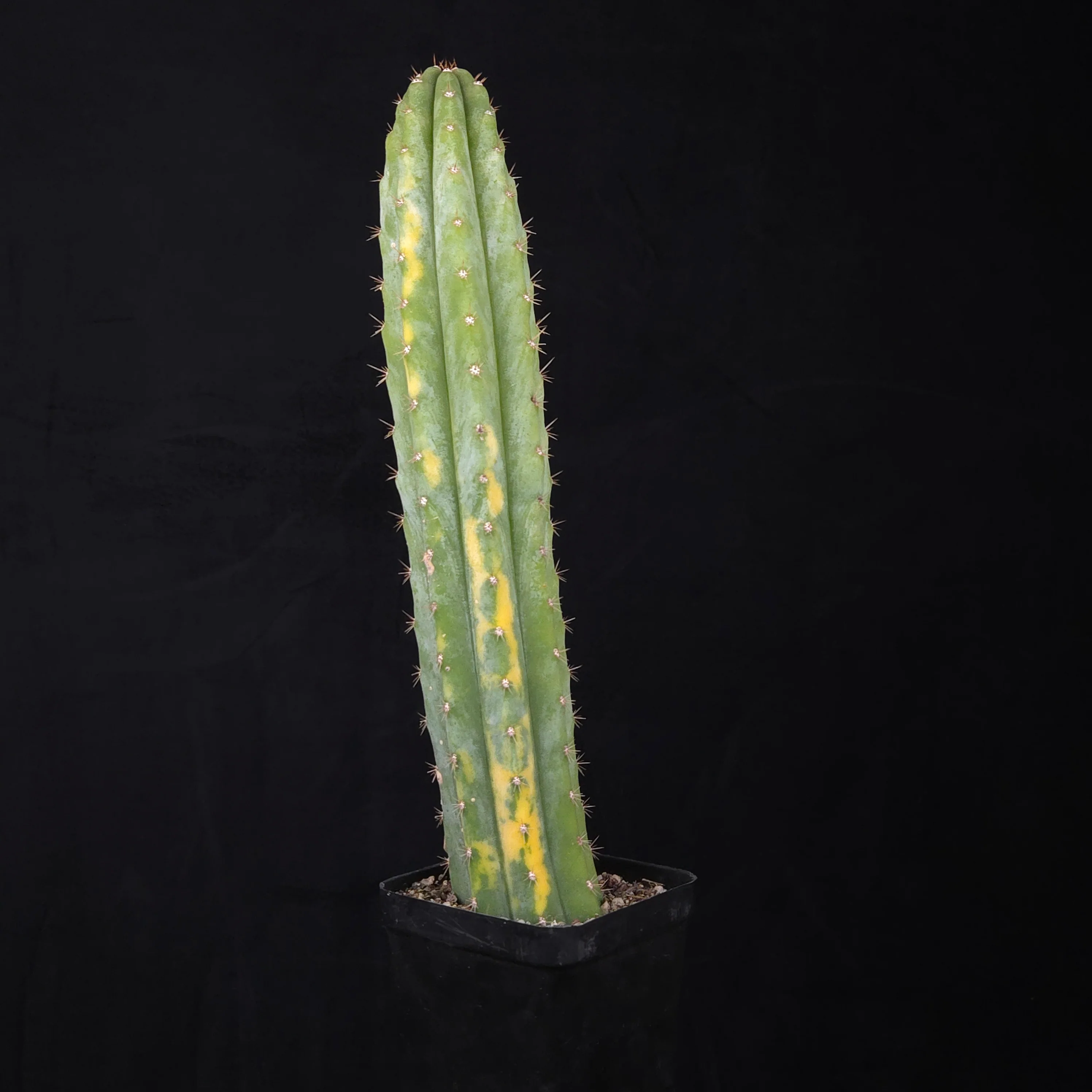 Echinopsis peruvianus f. variegata (syn. Echinopsis macrogona) - Image 10