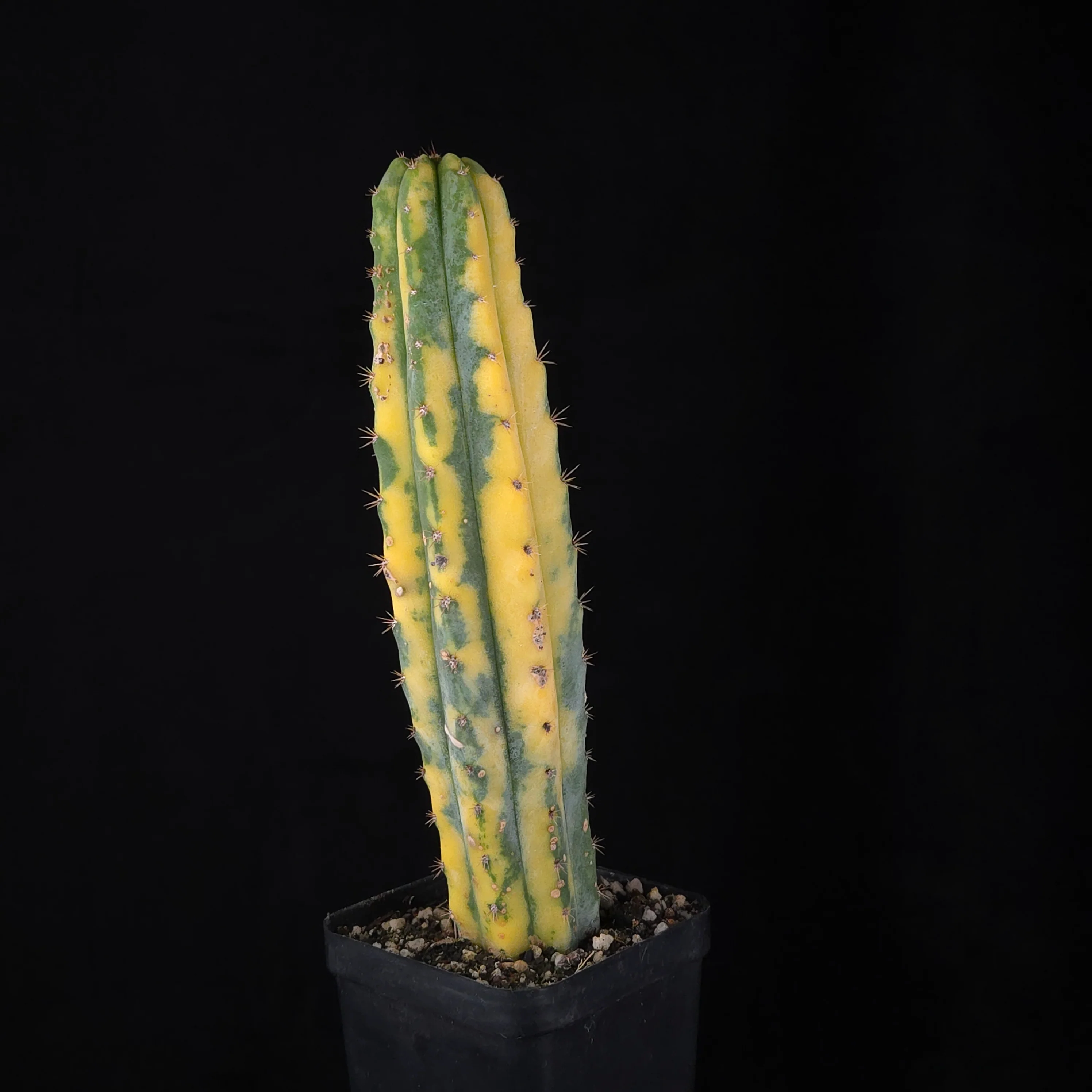 Echinopsis peruvianus f. variegata (syn. Echinopsis macrogona) - Image 11