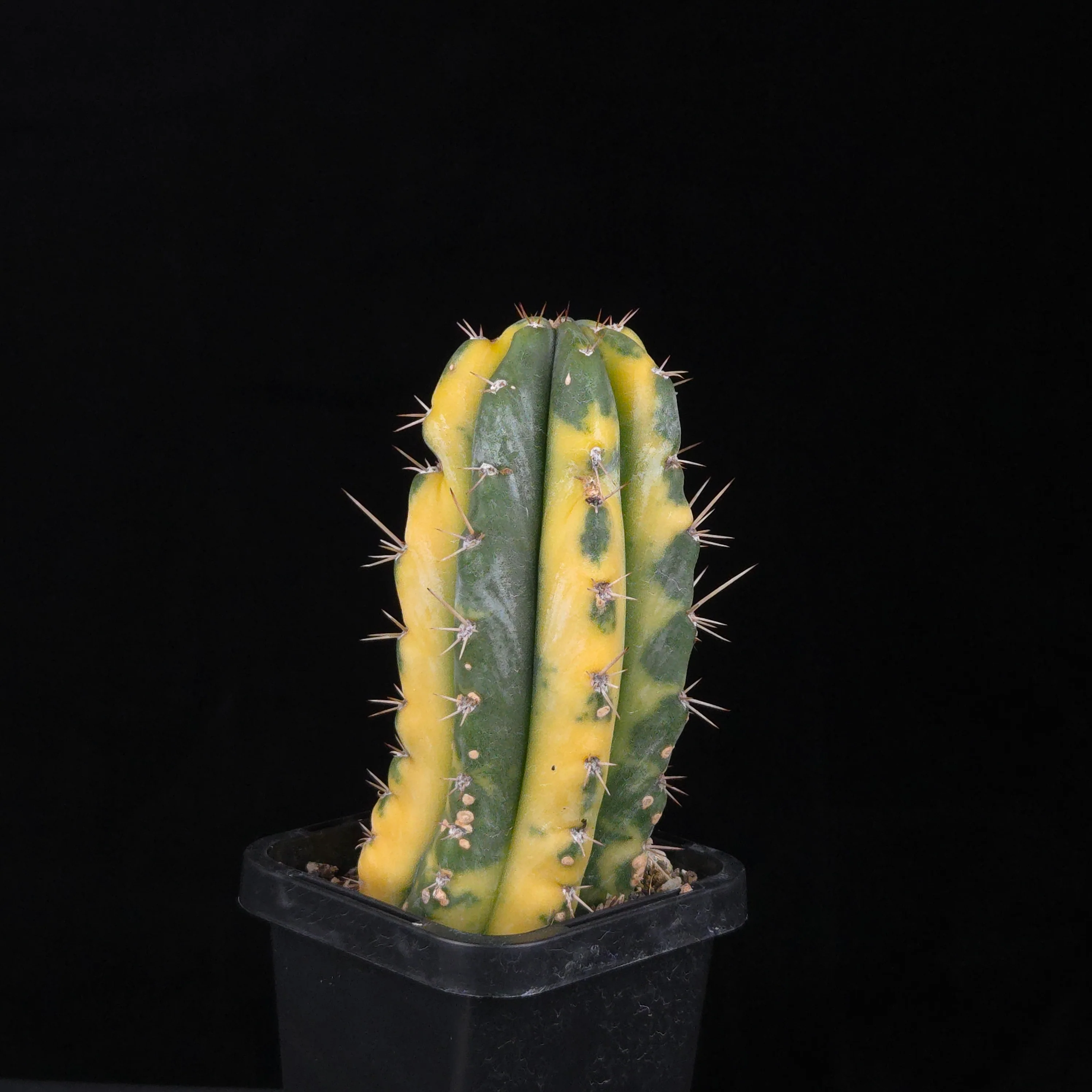 Echinopsis peruvianus f. variegata (syn. Echinopsis macrogona) - Image 7