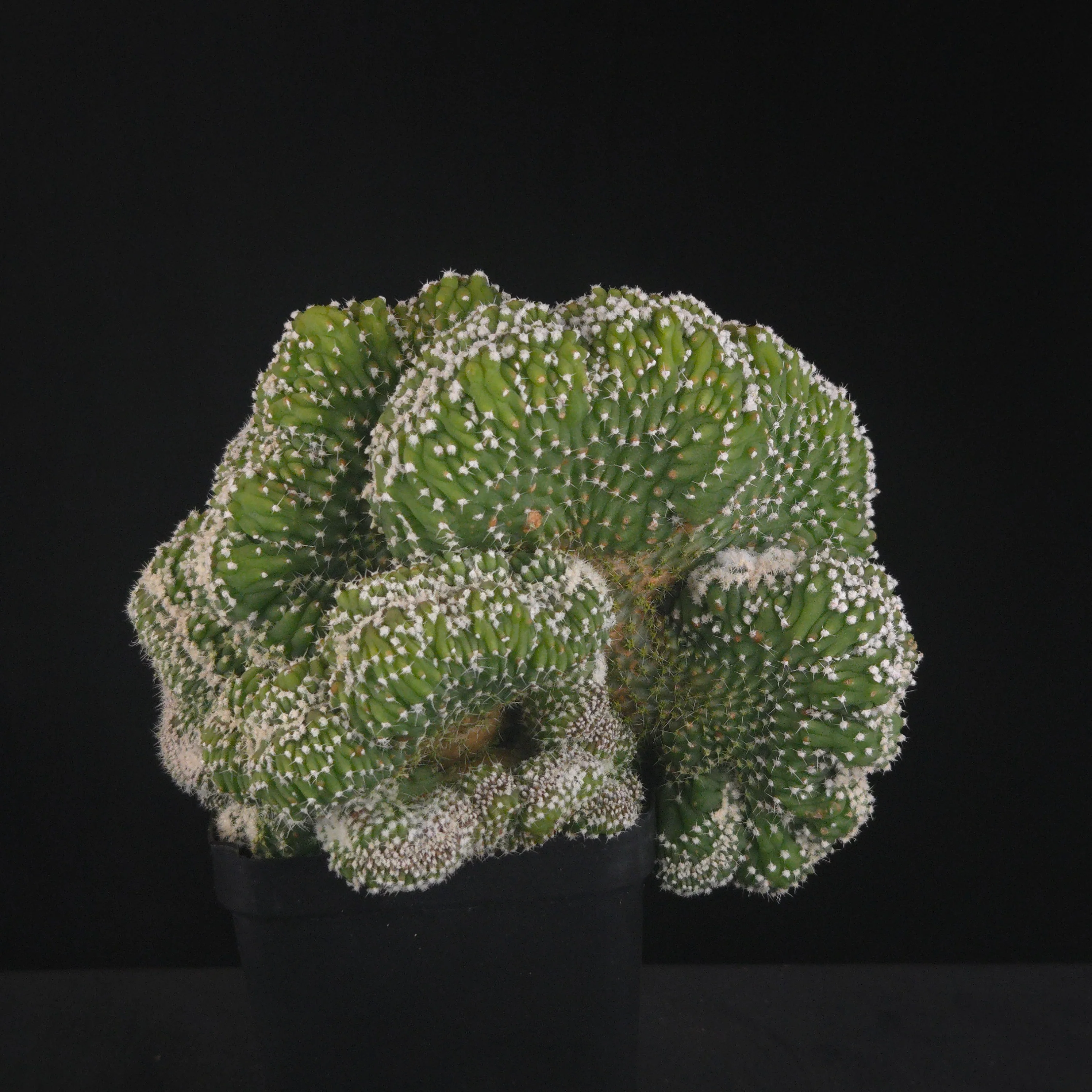 Echinopsis subdenudata f. cristata (syn. subdenudatus) - One Off Specials - Image 2