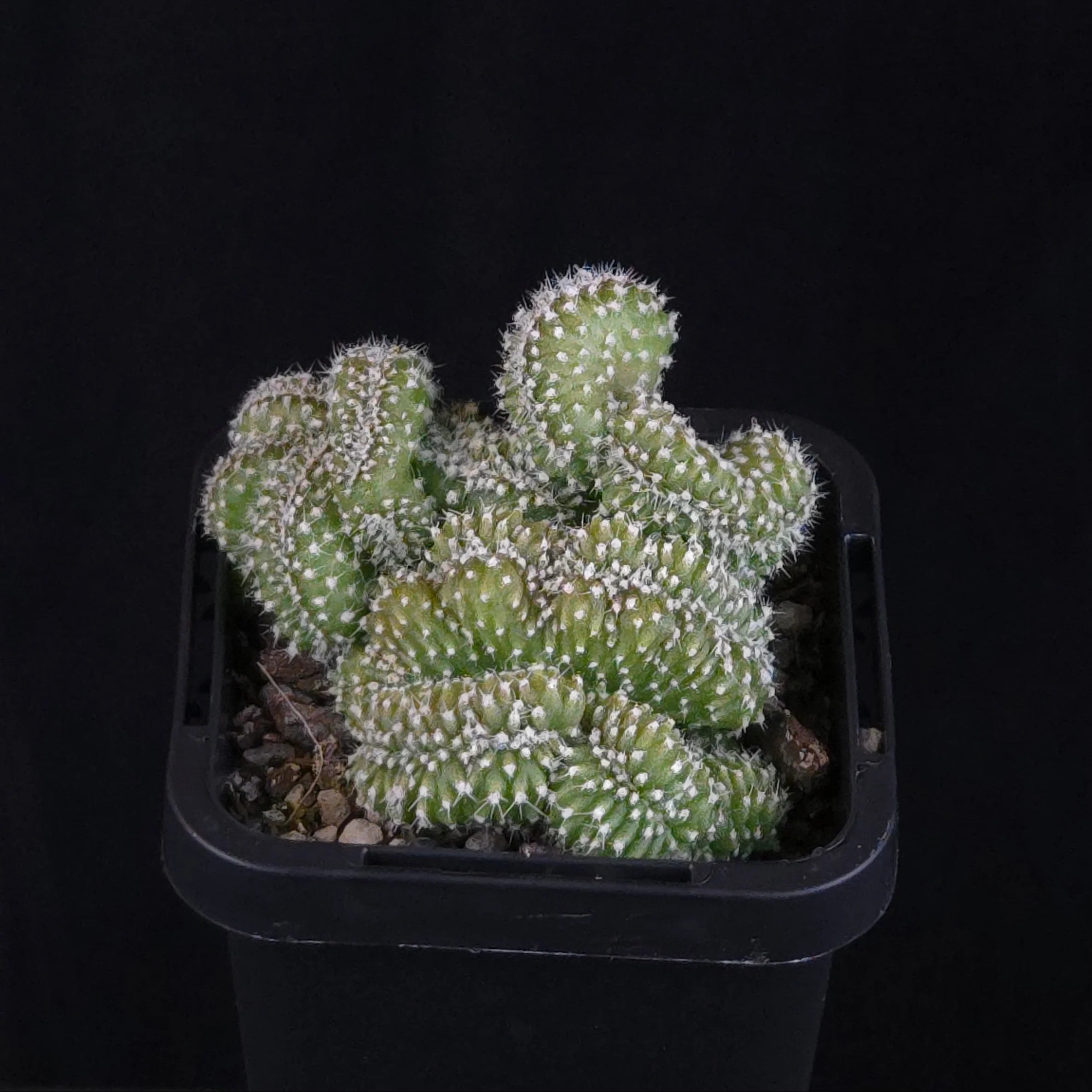 Echinopsis subdenudata f. cristata ‘Tight Crest’ - Image 2