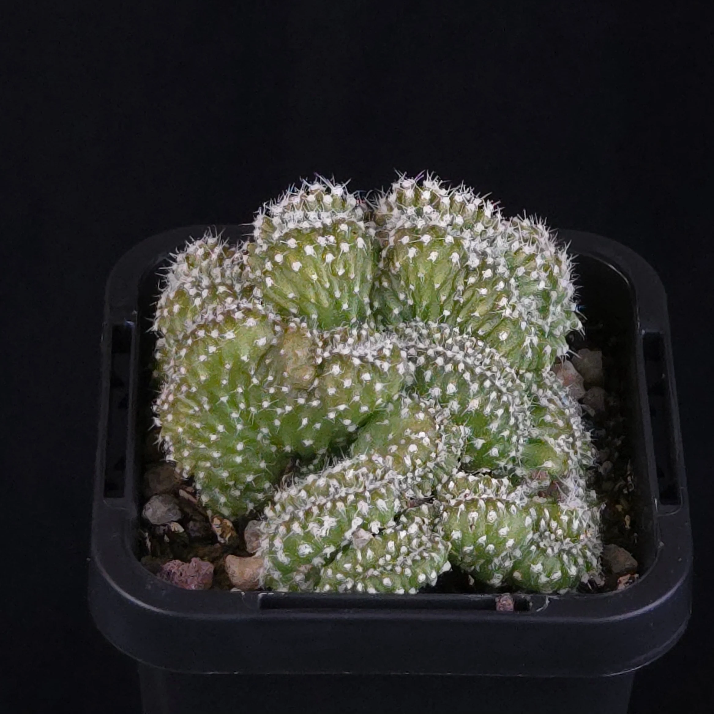 Echinopsis subdenudata f. cristata ‘Tight Crest’ - Image 3