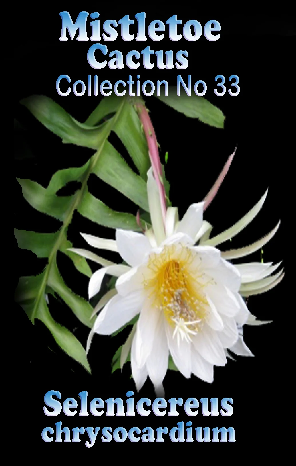 Epiphyllum chrysocardium (syn. Selenicereus) - Image 2