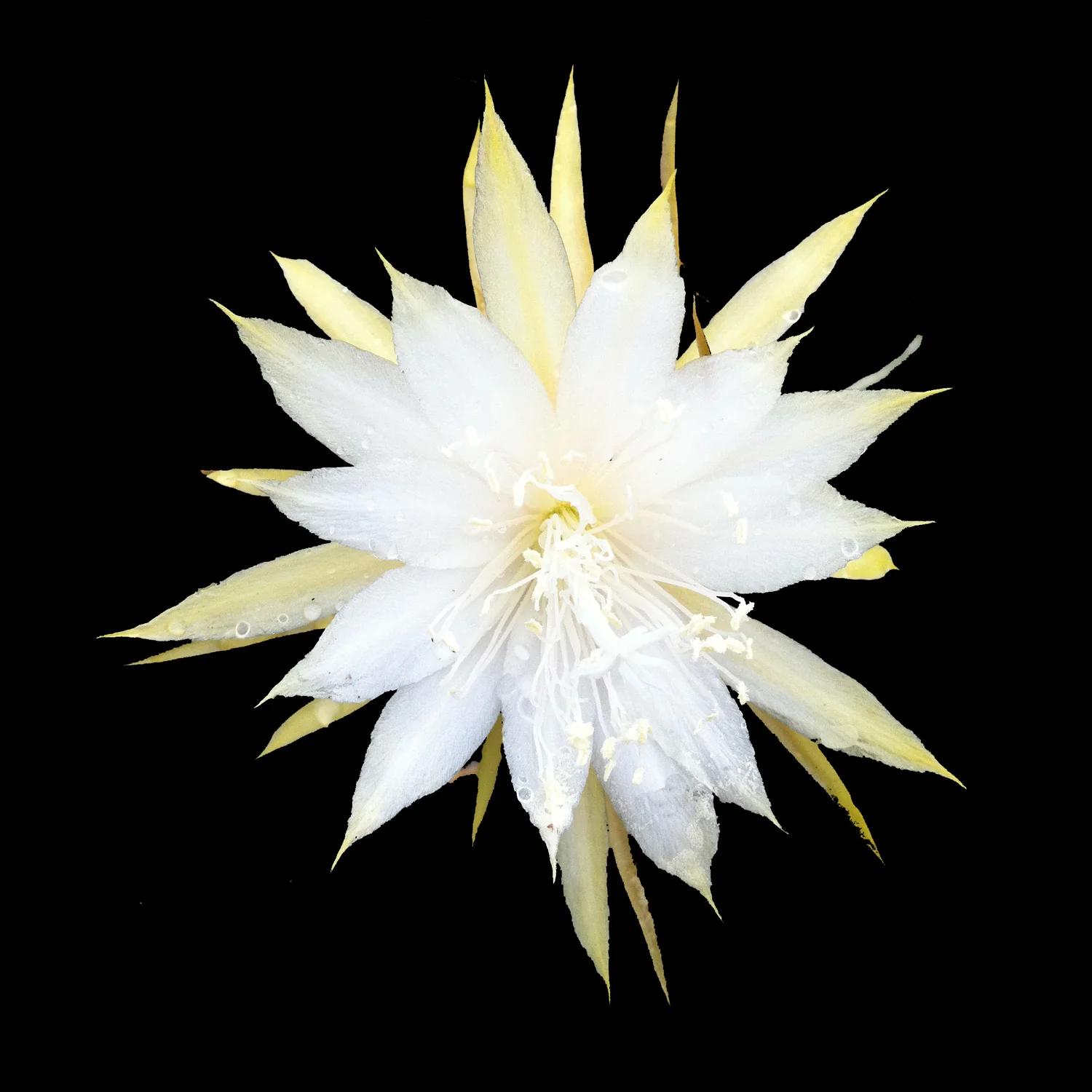 Epiphyllum crenatum - The Crenate Orchid Cactus