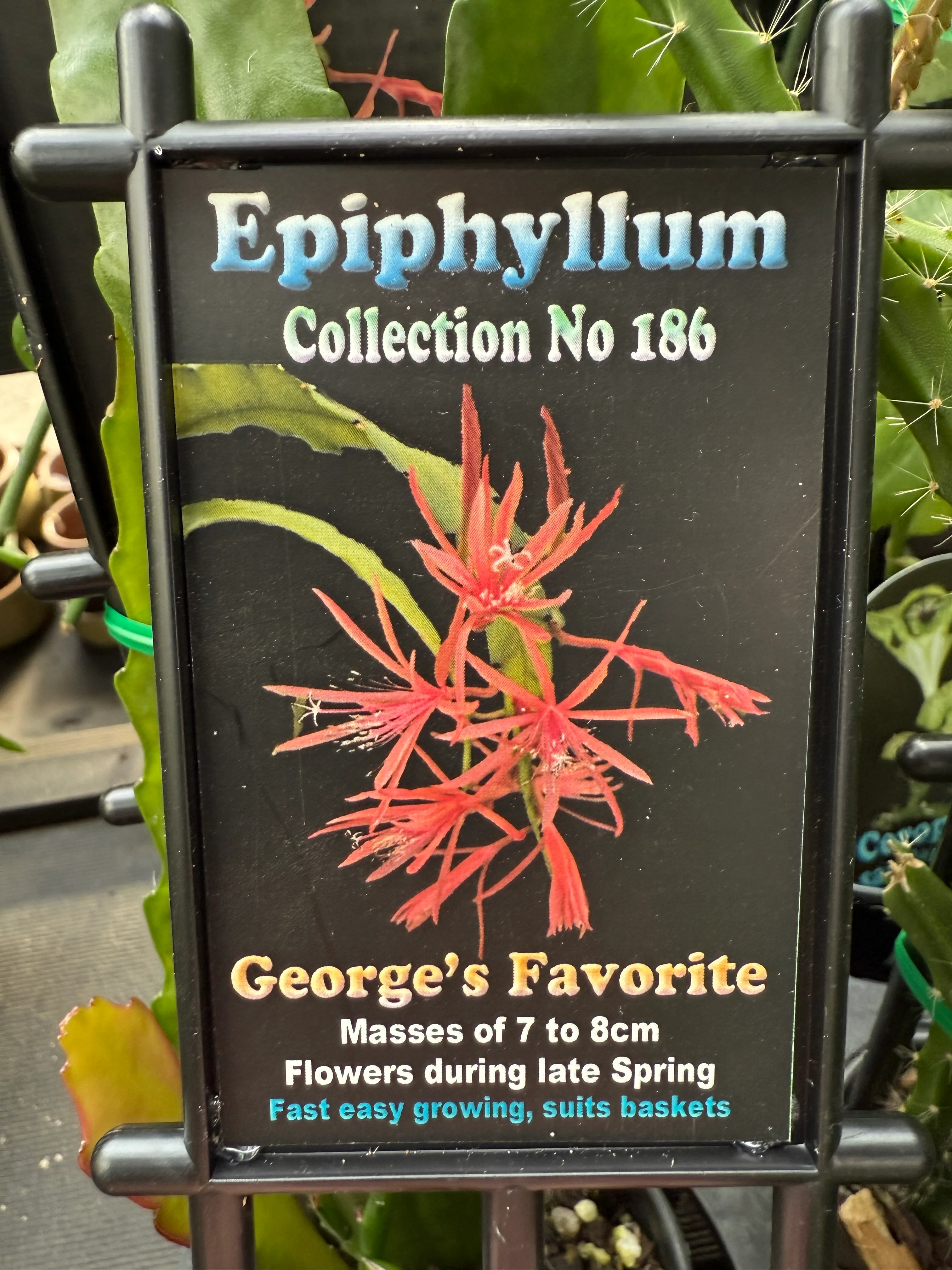 Epiphyllum 'George's Favorite' - Image 2