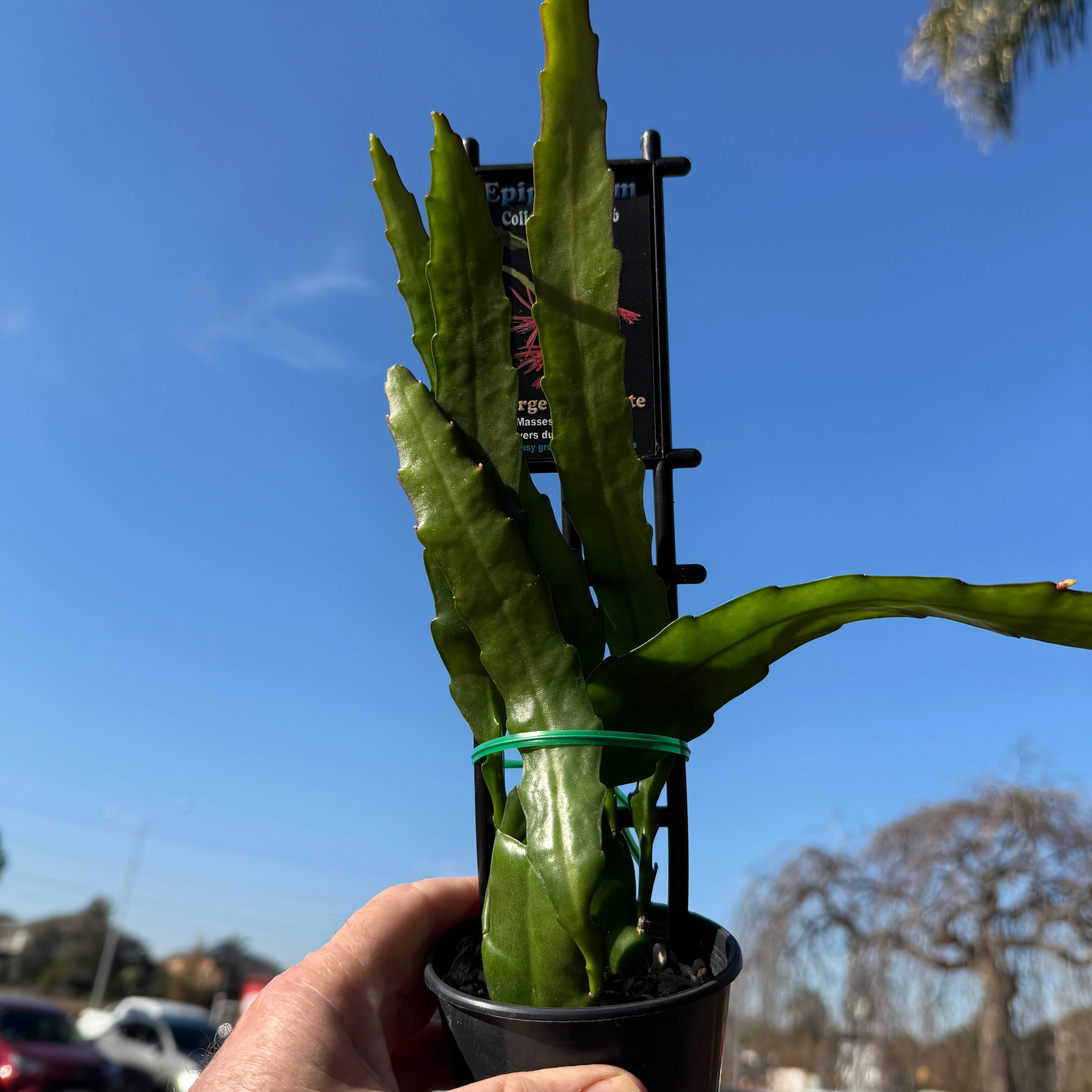 Epiphyllum 'George's Favorite' - Image 4