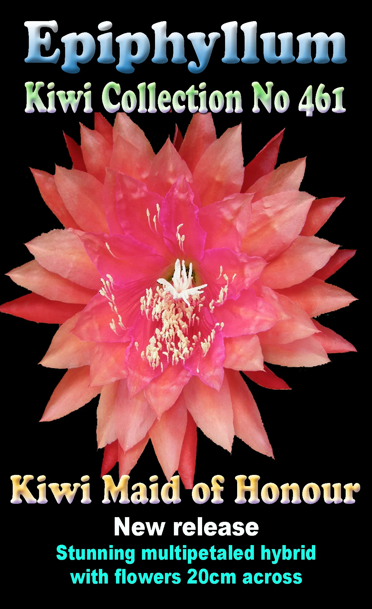 Epiphyllum 'Kiwi Maid Of Honour' - Image 2