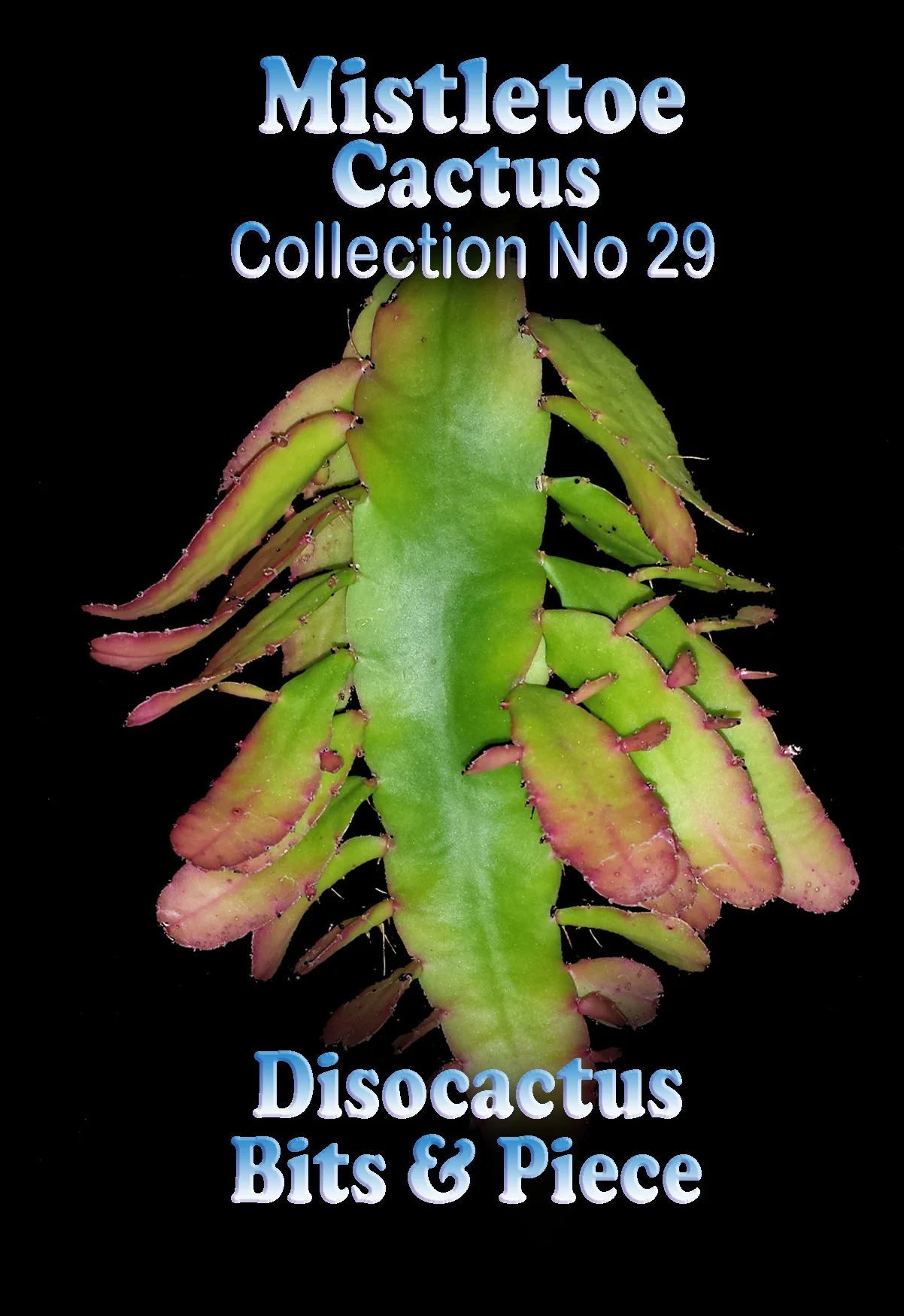 Epiphyllum pittieri 'Bits and Pieces' - Cascading Orchid Cactus - Image 3