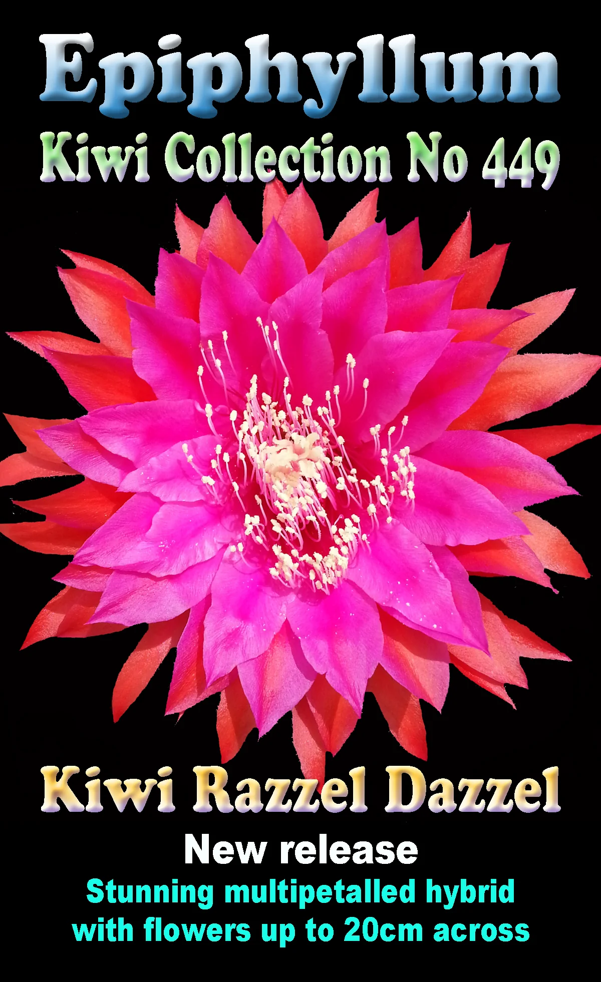 Epiphyllum 'Razzel Dazzel' - Image 2