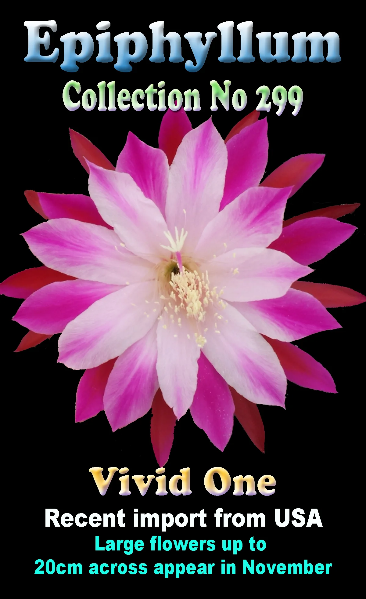 Epiphyllum 'Vivid One' - Image 2