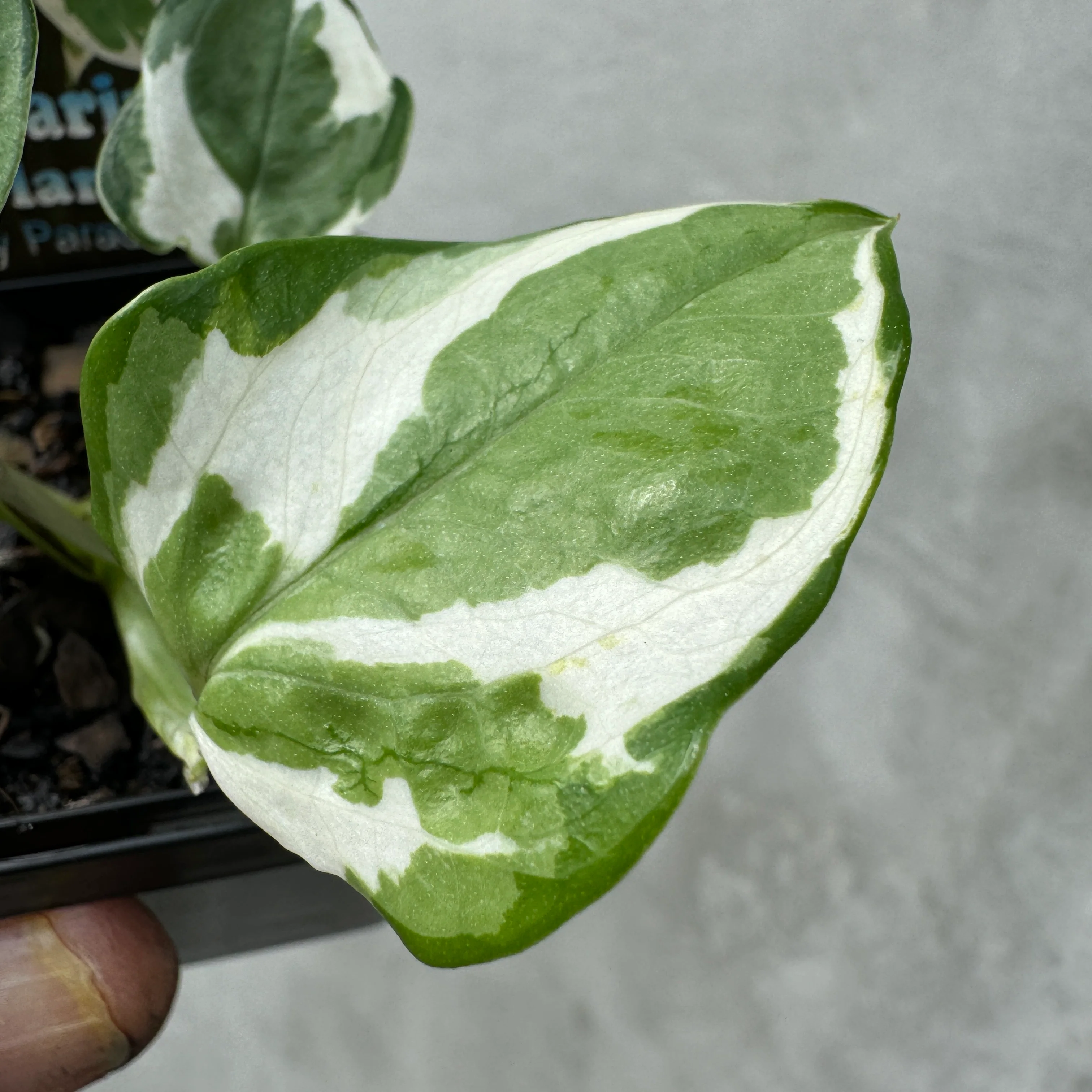 Epipremnum pinnatum (Syn. Aureum) 'N'Joy' - Image 3