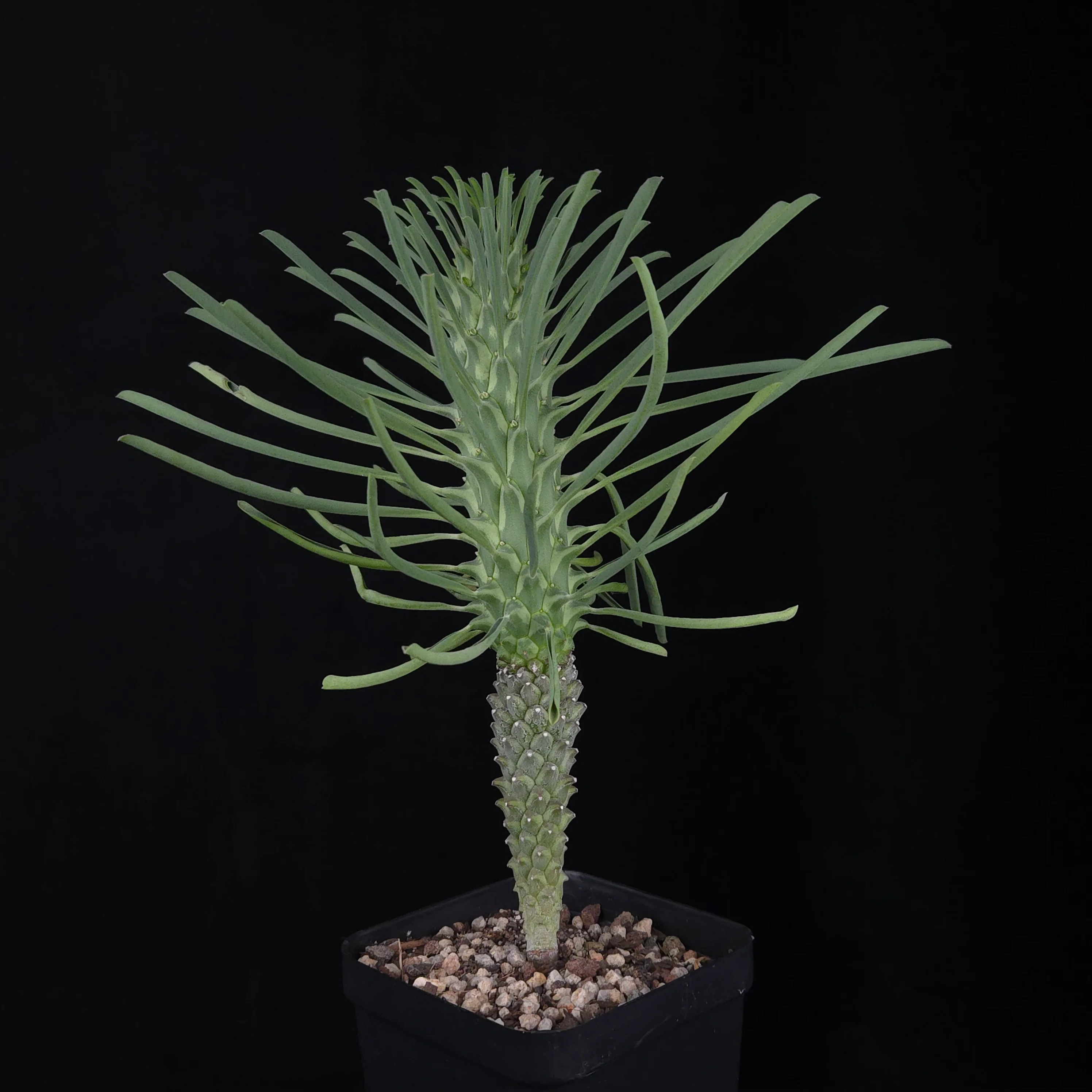 Euphorbia clandestina (WA Prohibited)
