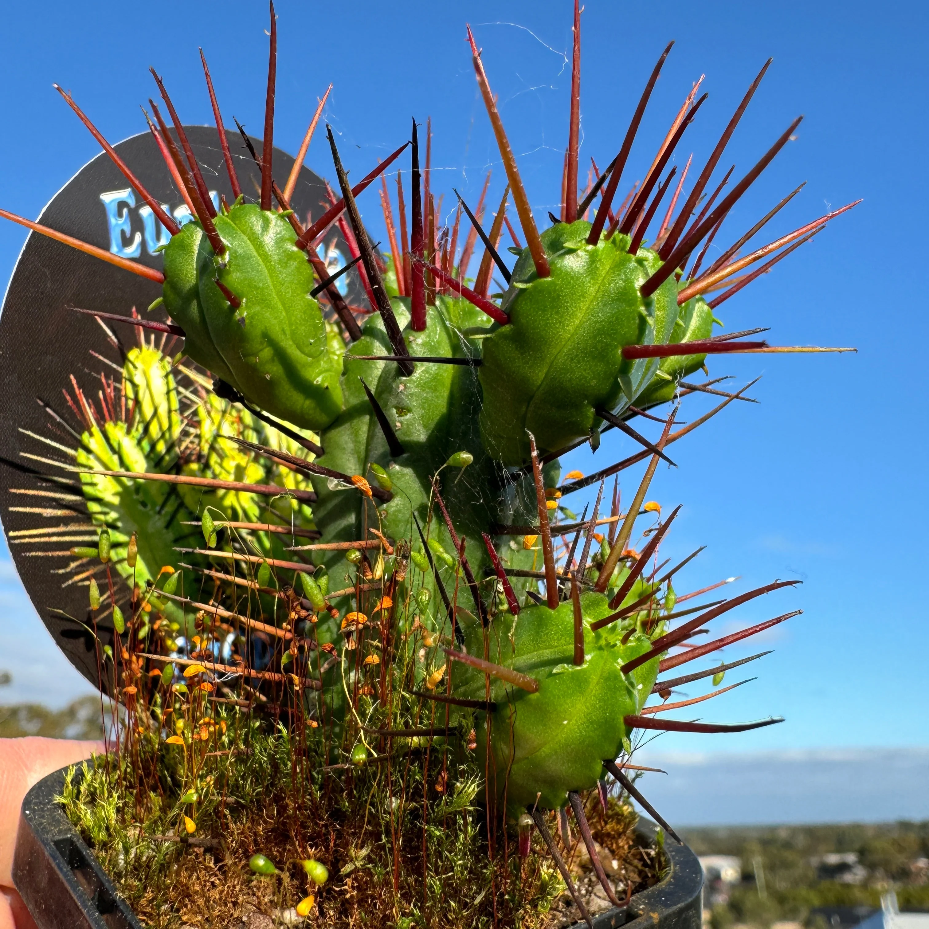 Euphorbia enopla (WA Prohibited) - Image 2