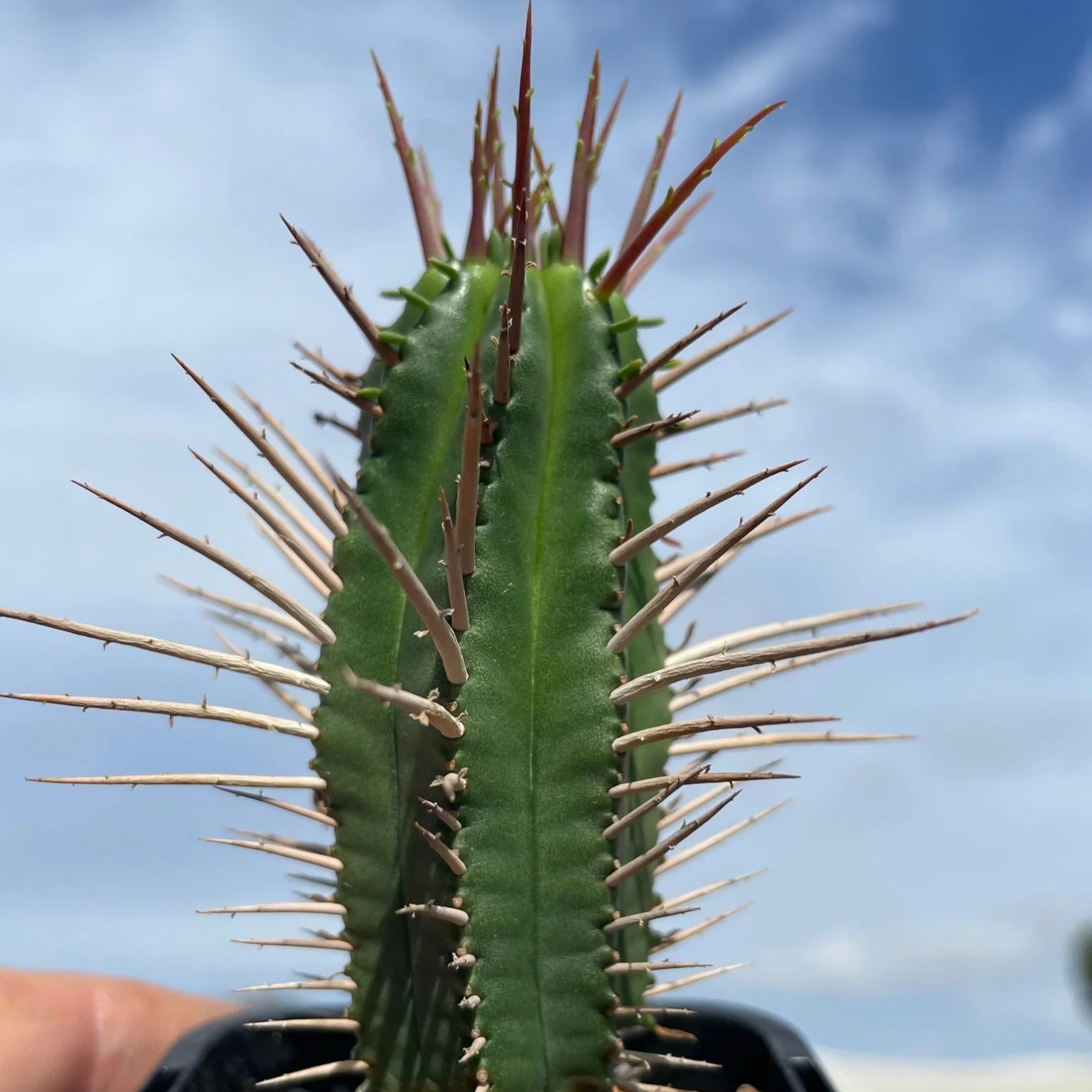 Euphorbia ferox (WA Prohibited) - Image 2
