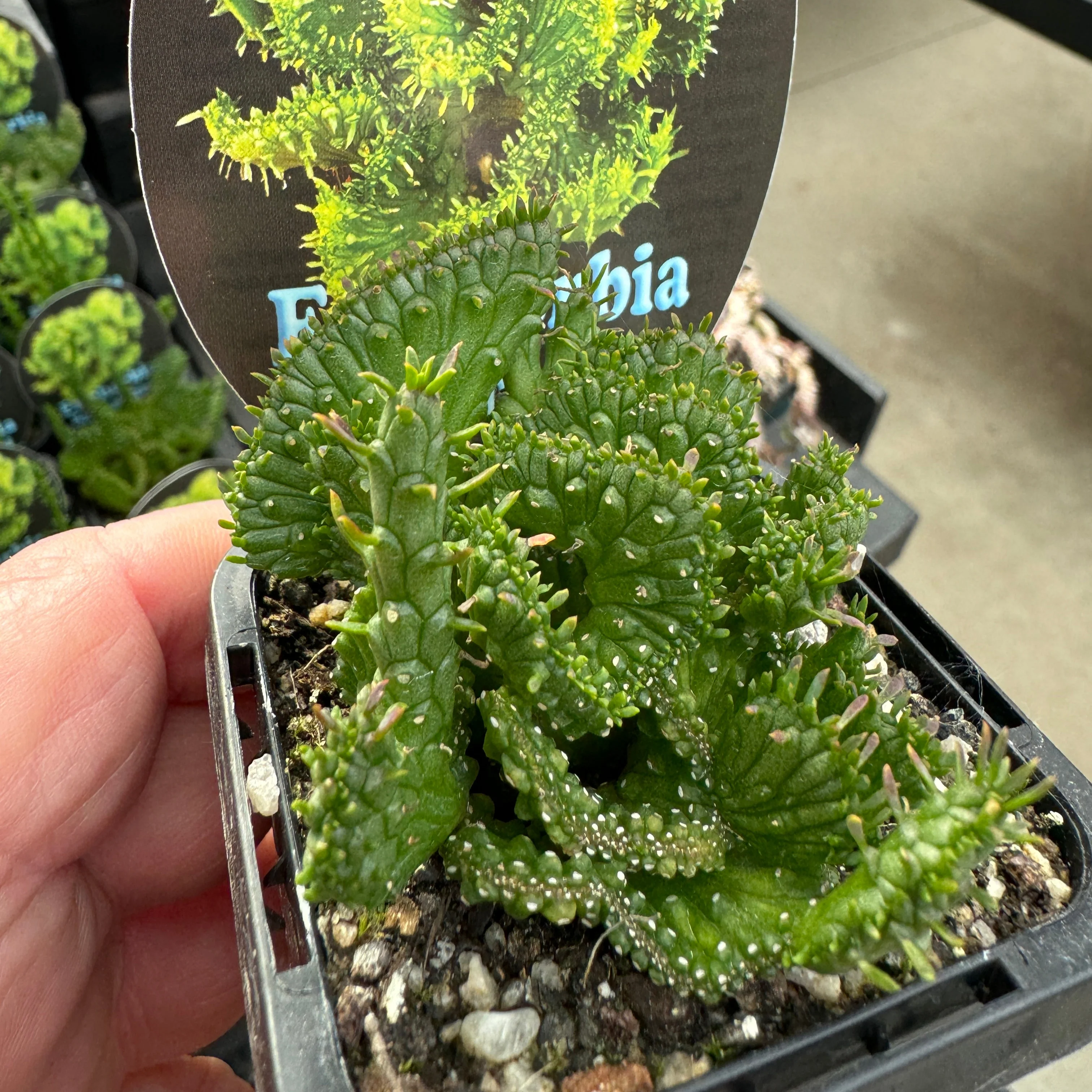 Euphorbia flanaganii f. cristata - Crested Medusa (WA Prohibited) - Image 2