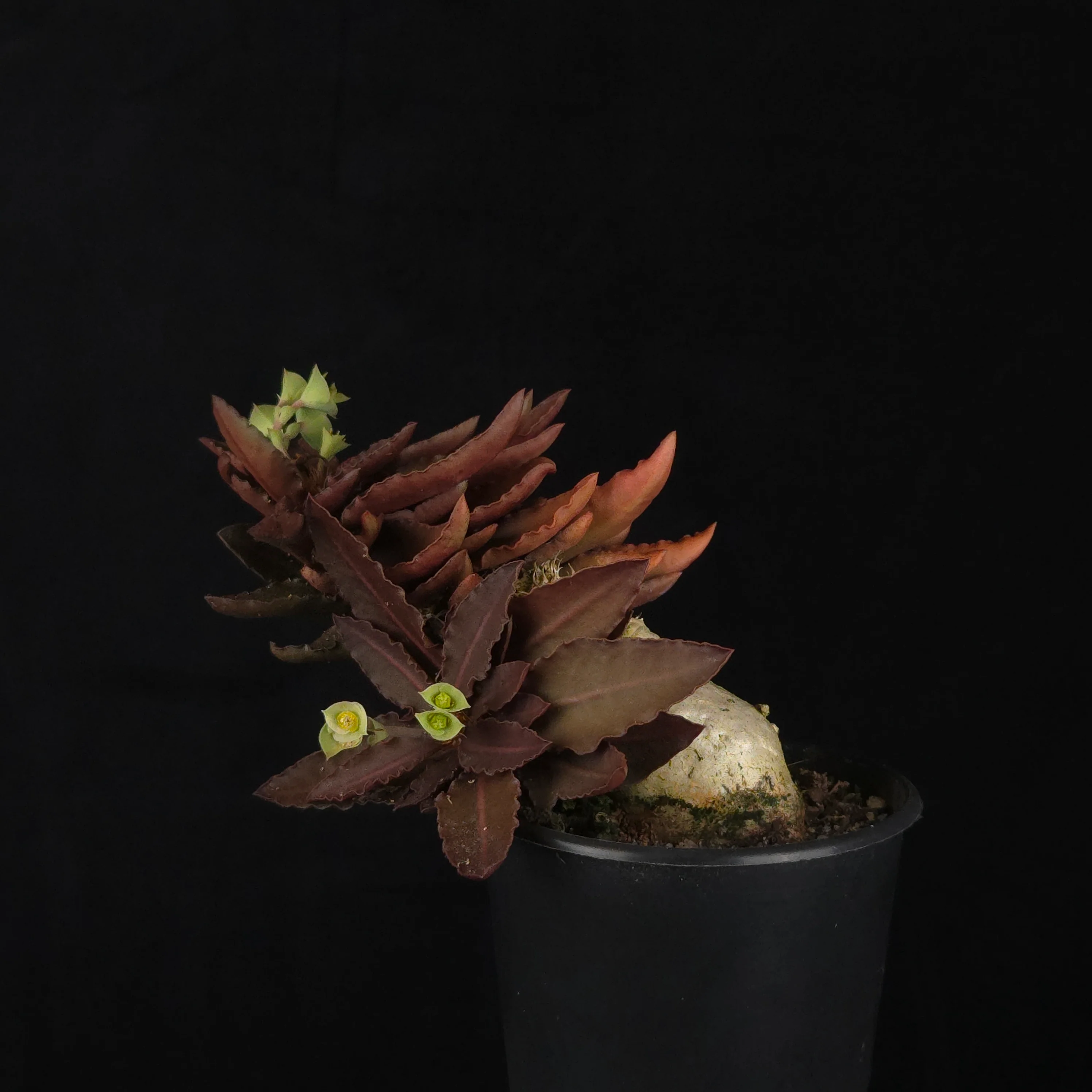 Euphorbia francoisii (WA Prohibited) – Mature Caudex Specimen Plants - Image 19