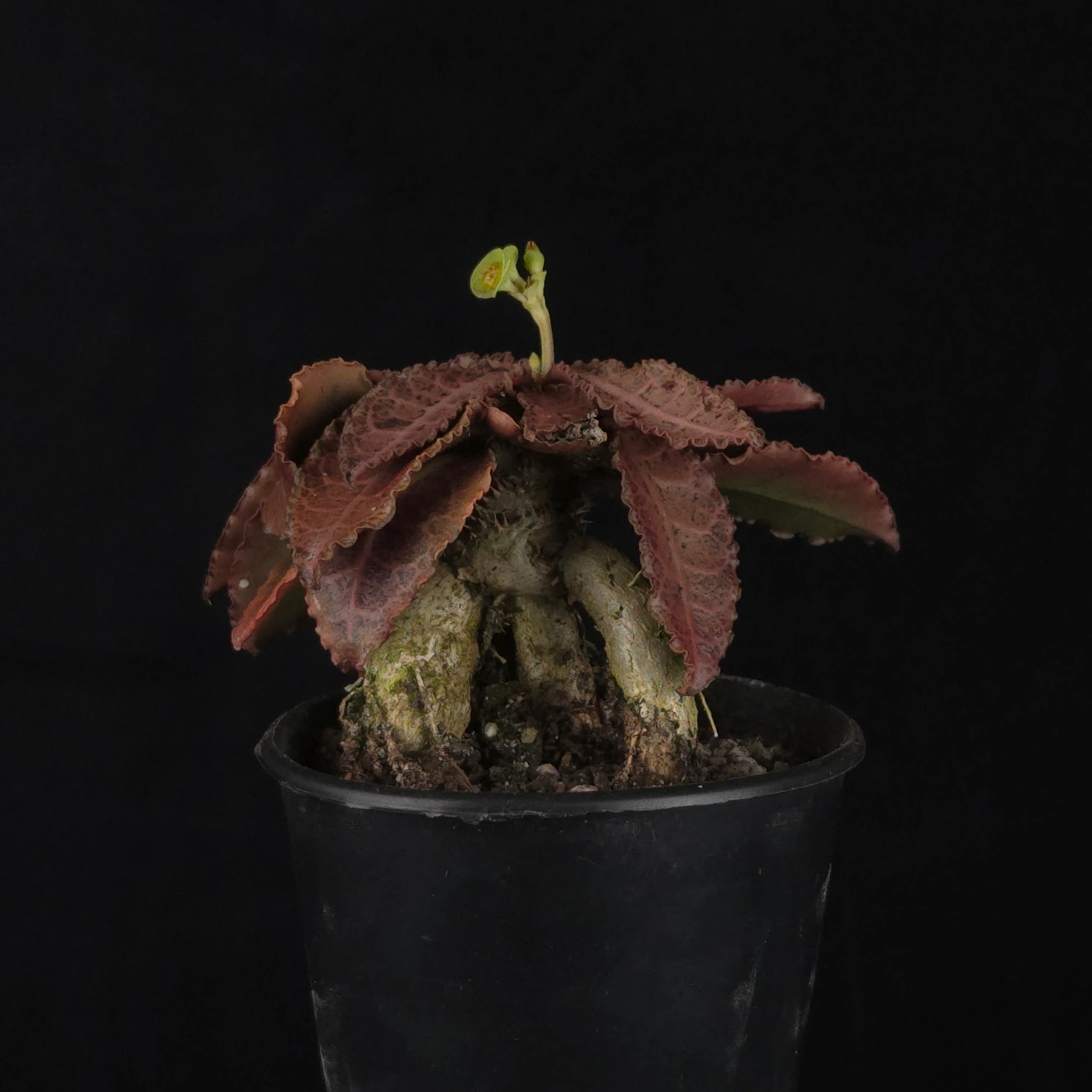 Euphorbia francoisii (WA Prohibited) – Mature Caudex Specimen Plants - Image 20