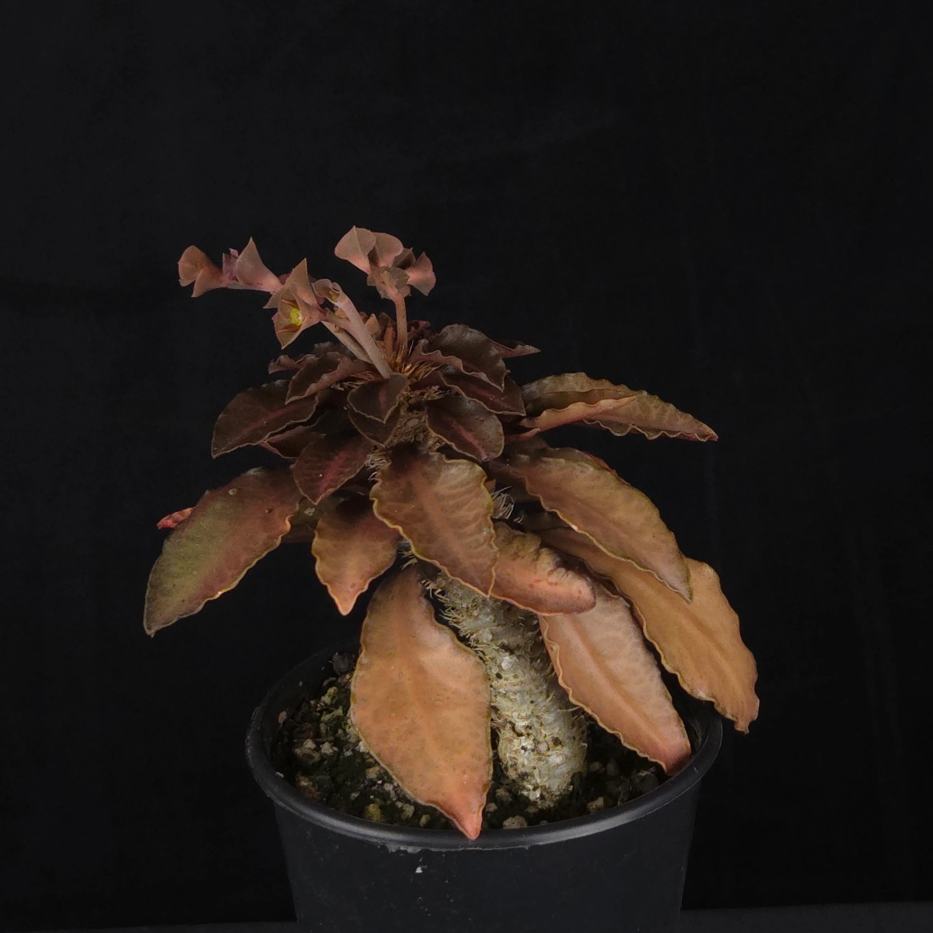 Euphorbia francoisii (WA Prohibited) – Mature Caudex Specimen Plants - Image 21