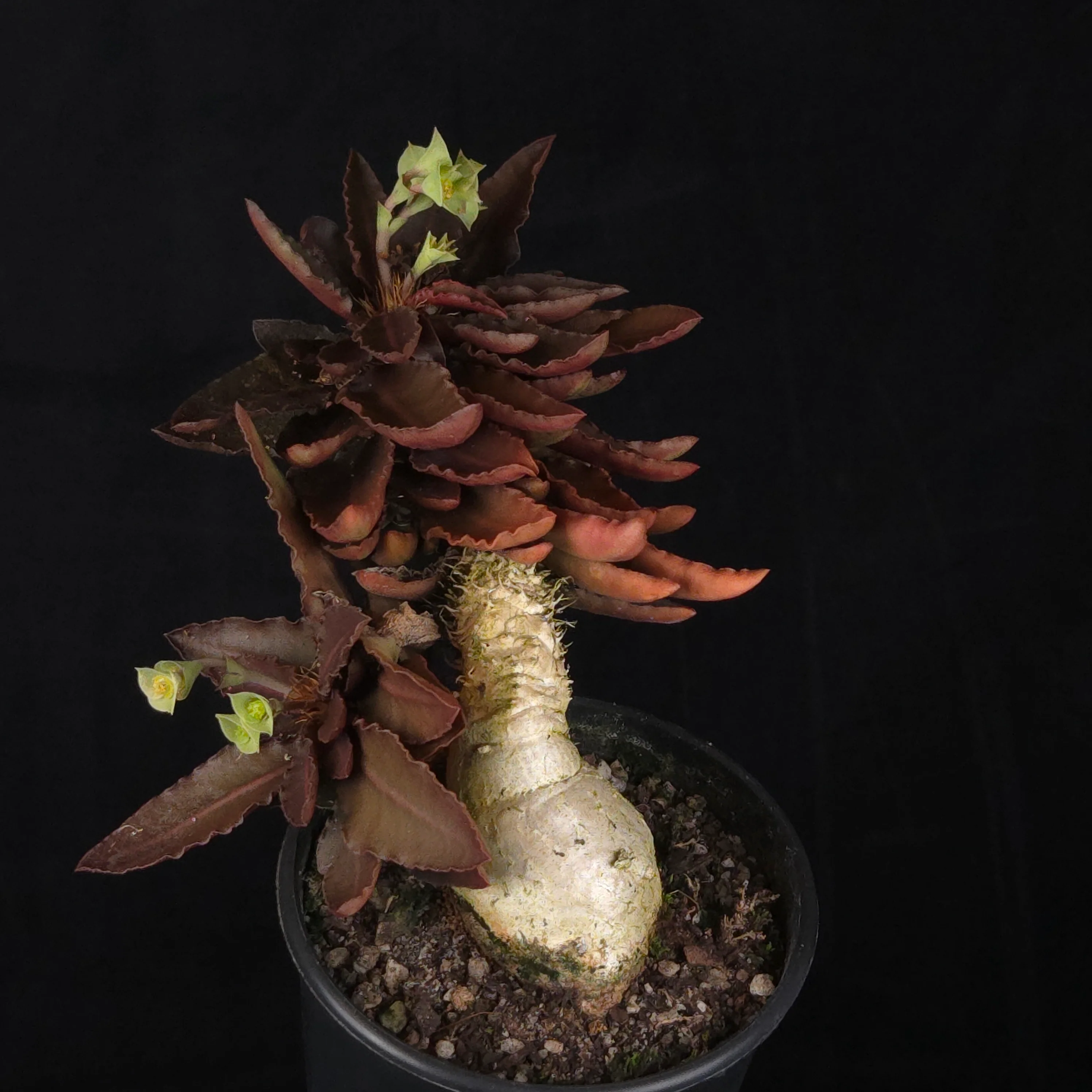 Euphorbia francoisii (WA Prohibited) – Mature Caudex Specimen Plants - Image 22