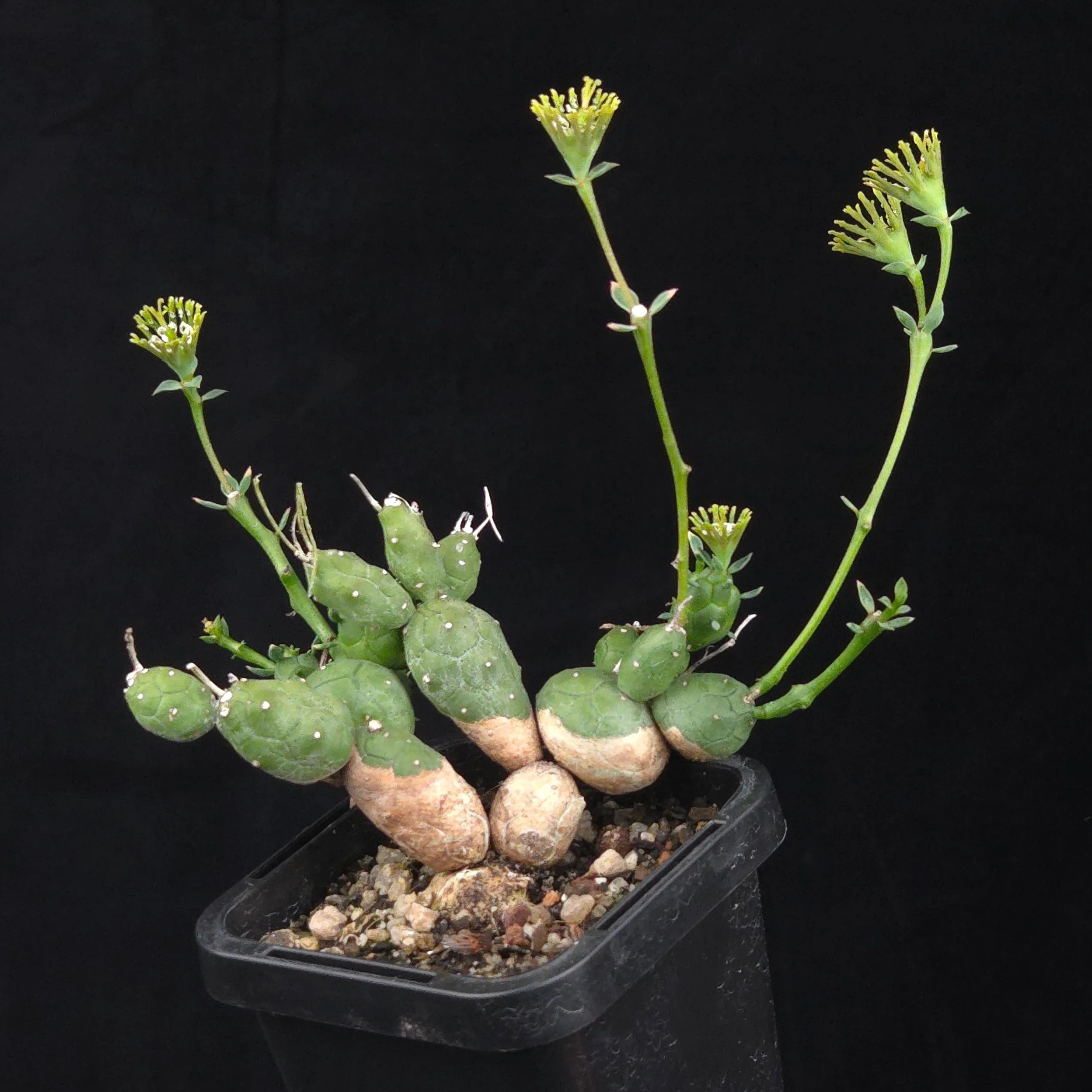 Euphorbia globosa (WA Prohibited) - Image 3