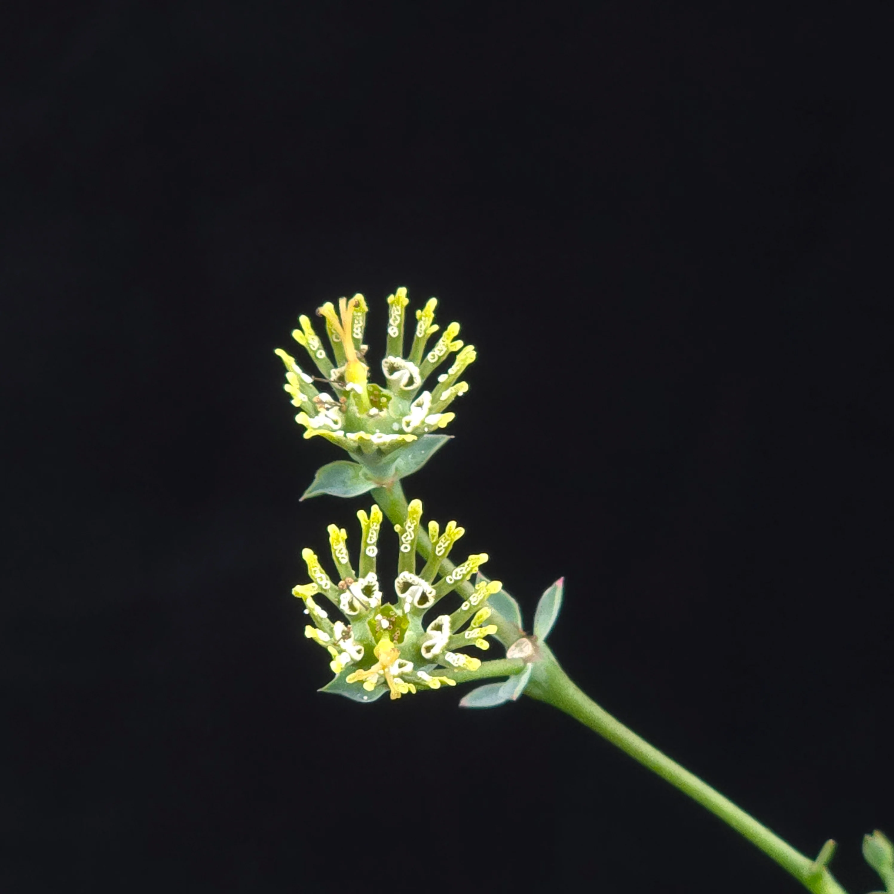 Euphorbia globosa (WA Prohibited) - Image 4