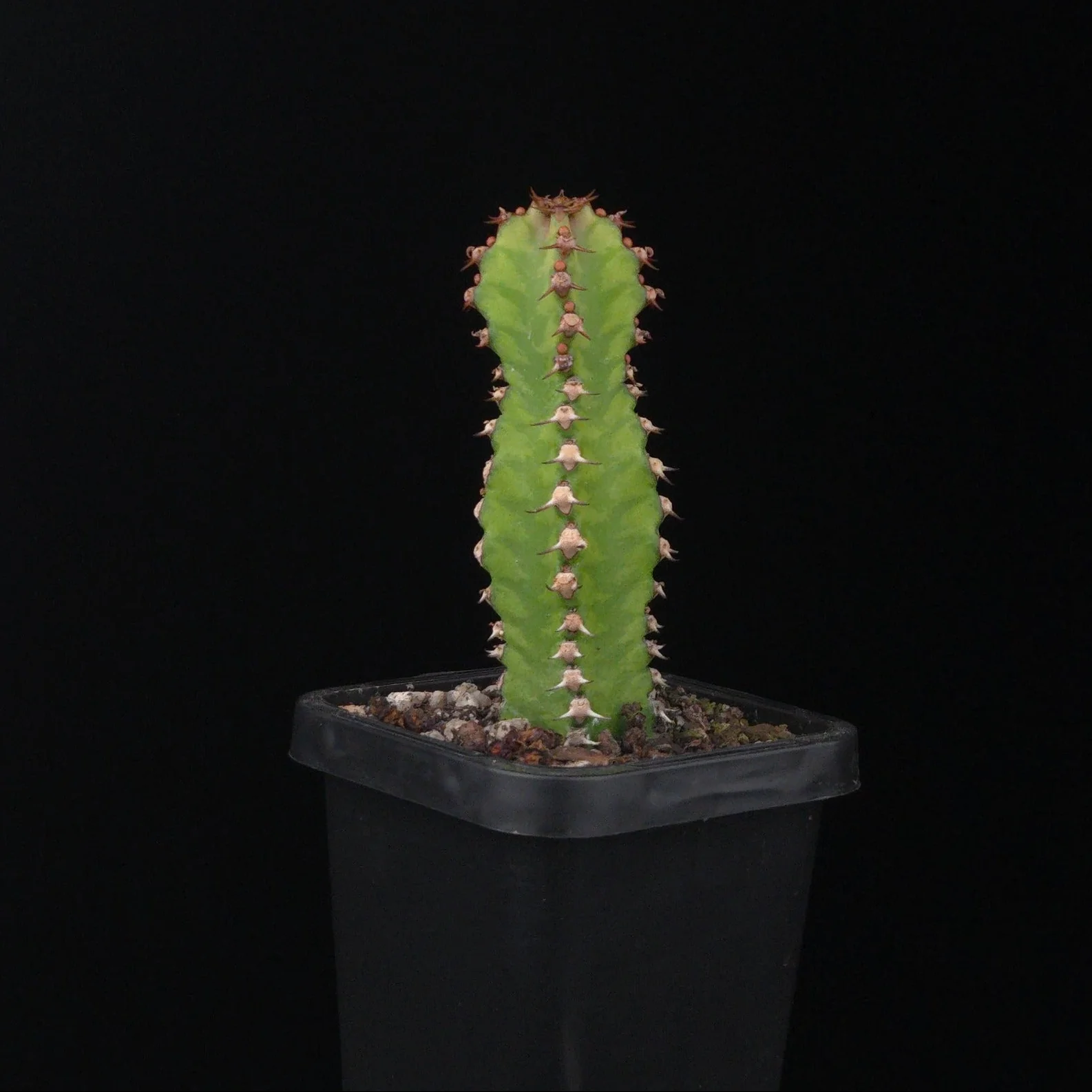 Euphorbia griseola (WA Prohibited)