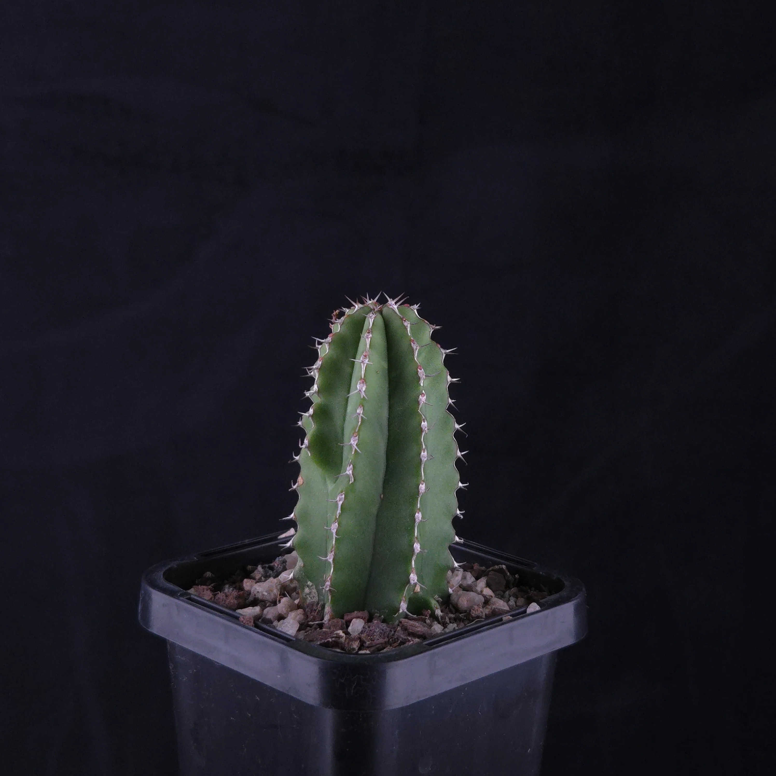 Euphorbia handiensis (WA Prohibited)