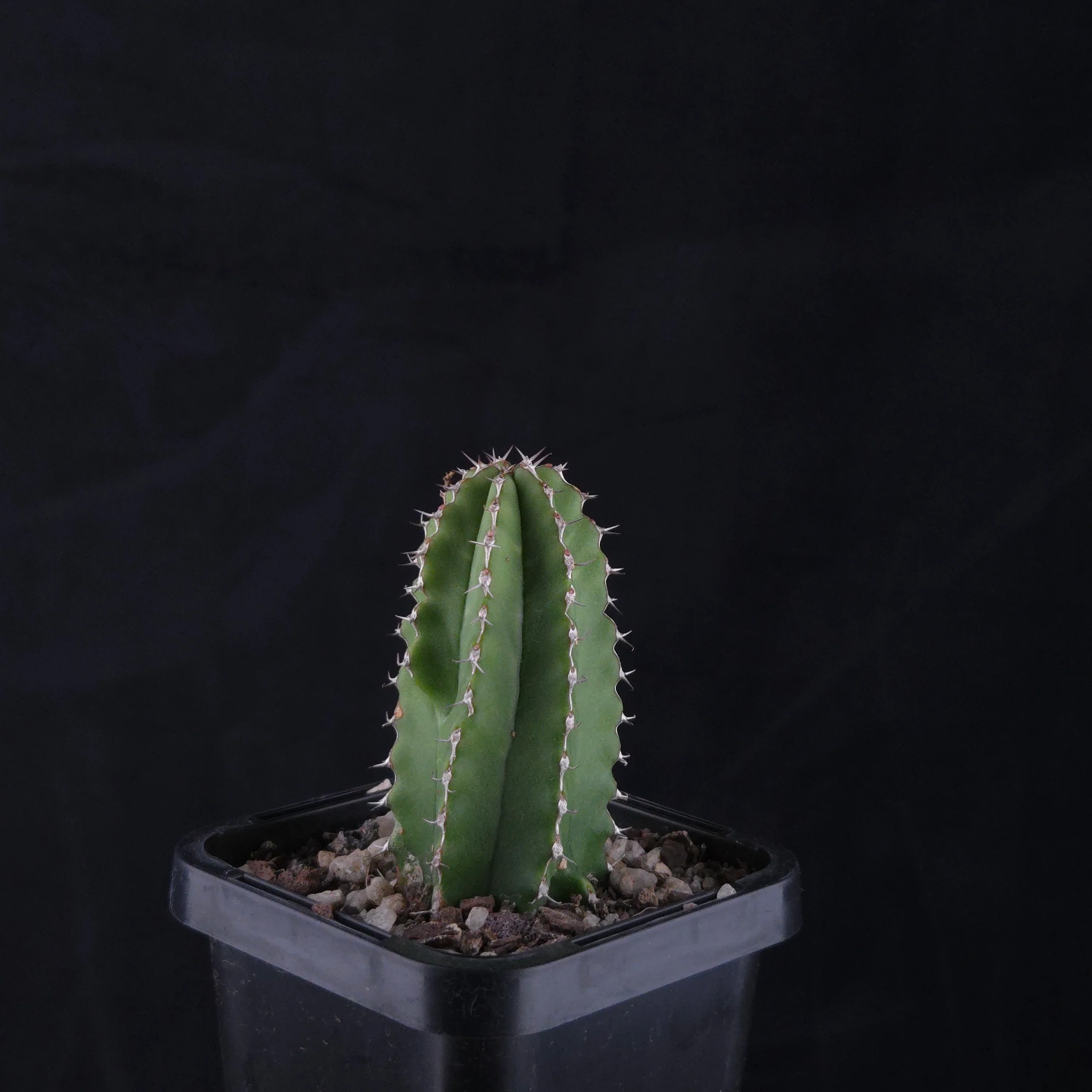 Euphorbia handiensis (WA Prohibited) - Image 2