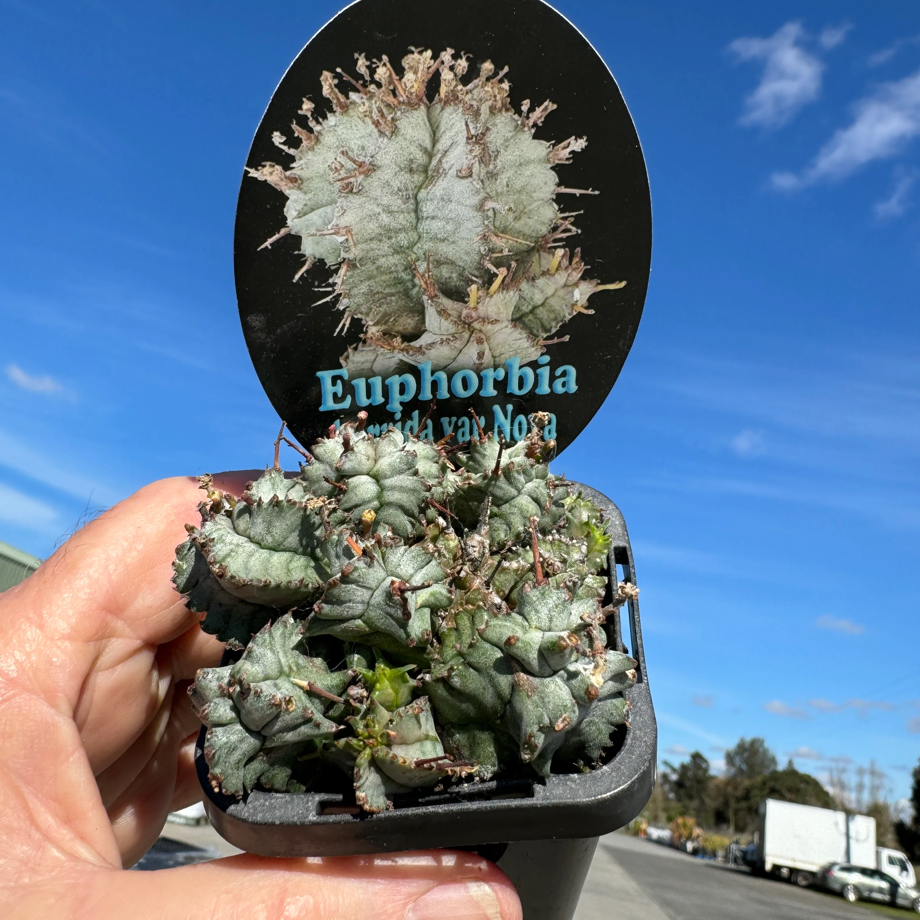 Euphorbia horrida var. nova (WA Prohibited) - Image 2