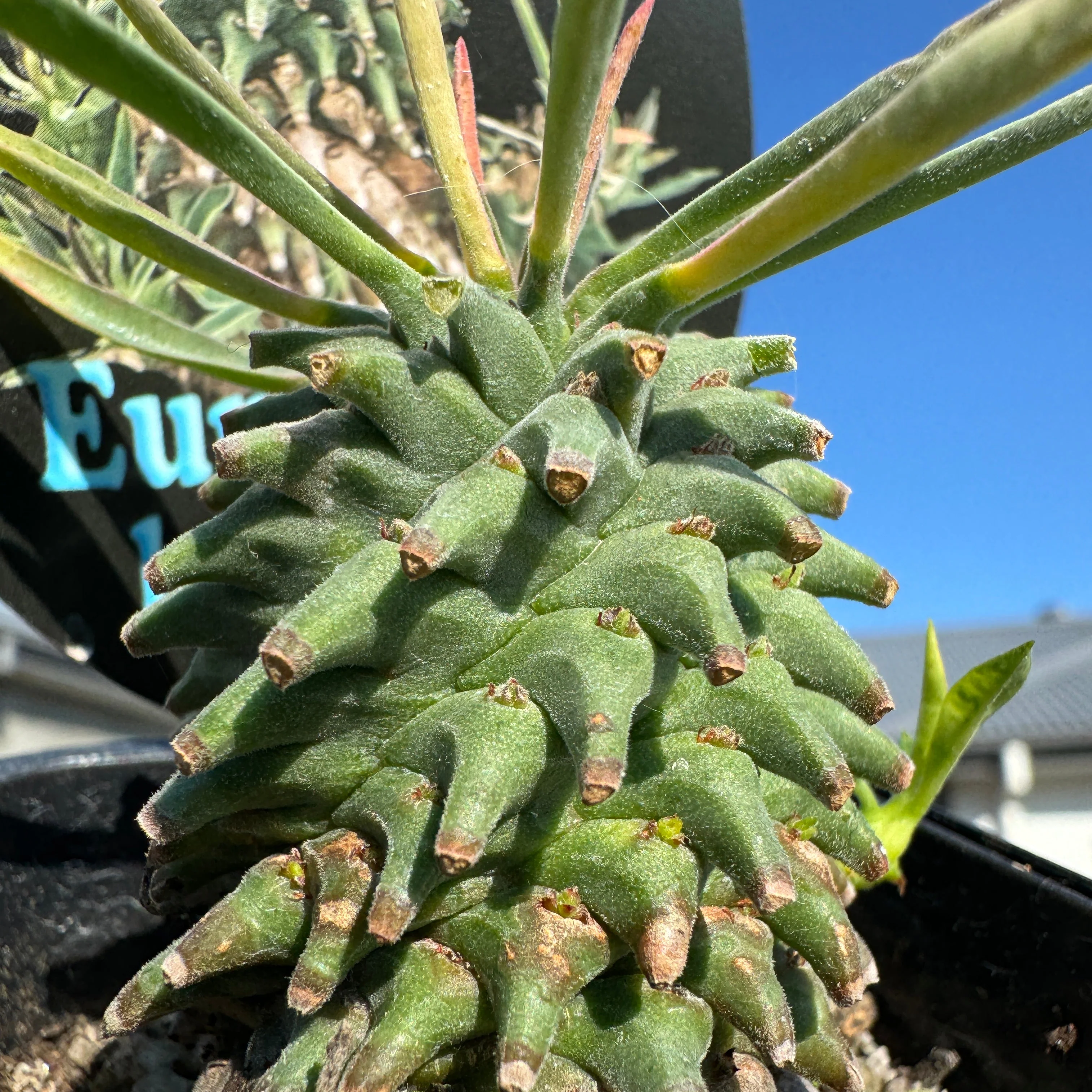 Euphorbia hypogaea (WA Prohibited) - Image 2