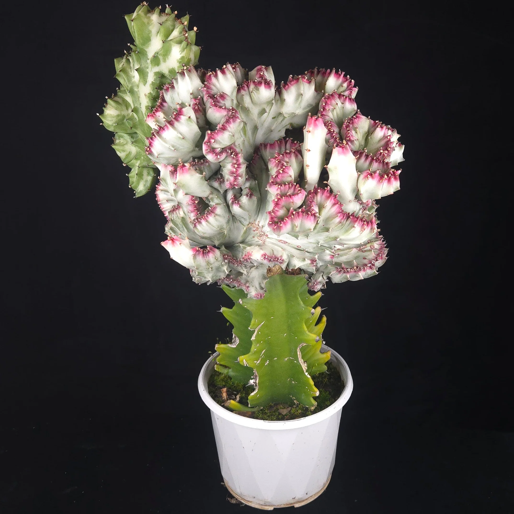 Euphorbia lactea 'Cristata Variegata' - The Coral Cactus (WA Prohibited) - One Off Specials - Image 3