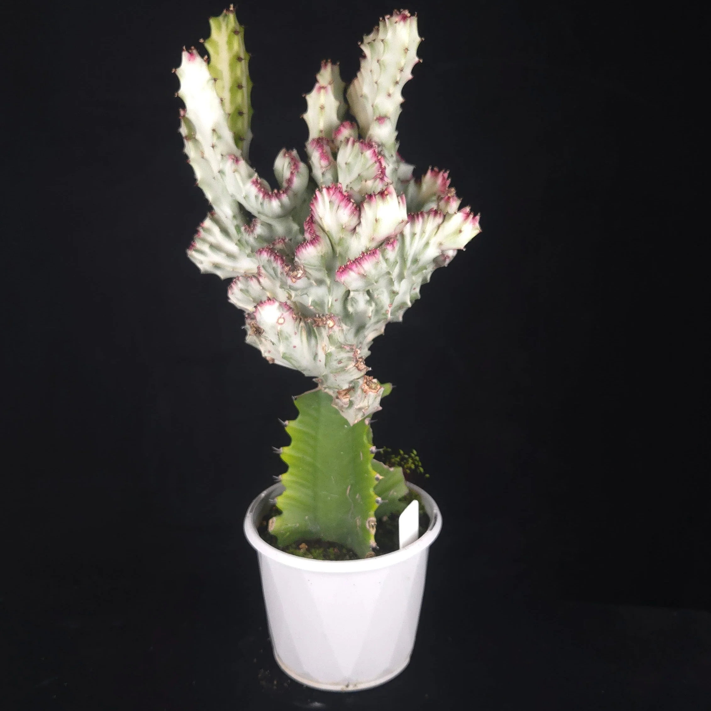 Euphorbia lactea 'Cristata Variegata' - The Coral Cactus (WA Prohibited) - One Off Specials - Image 4