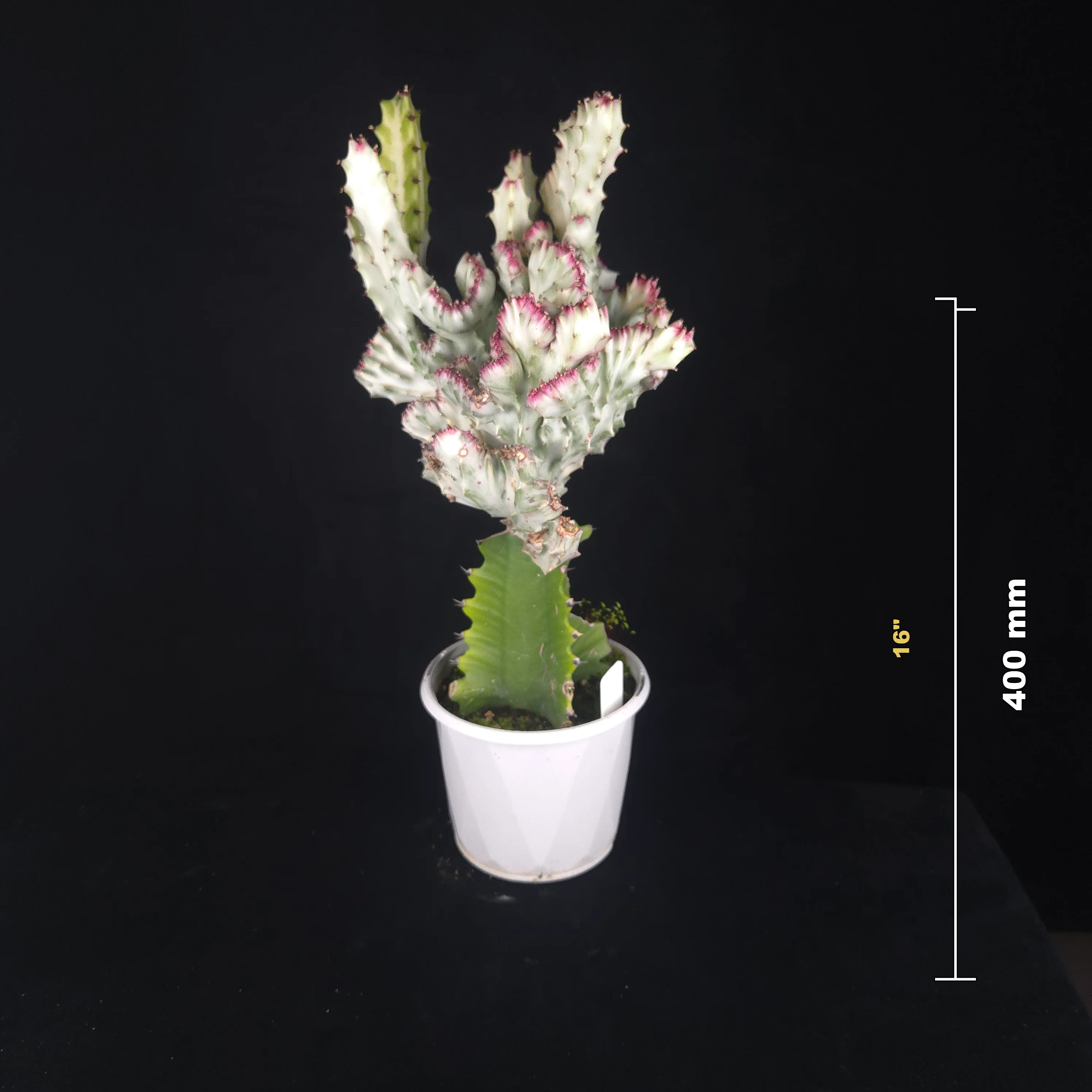 Euphorbia lactea 'Cristata Variegata' - The Coral Cactus (WA Prohibited) - One Off Specials - Image 5