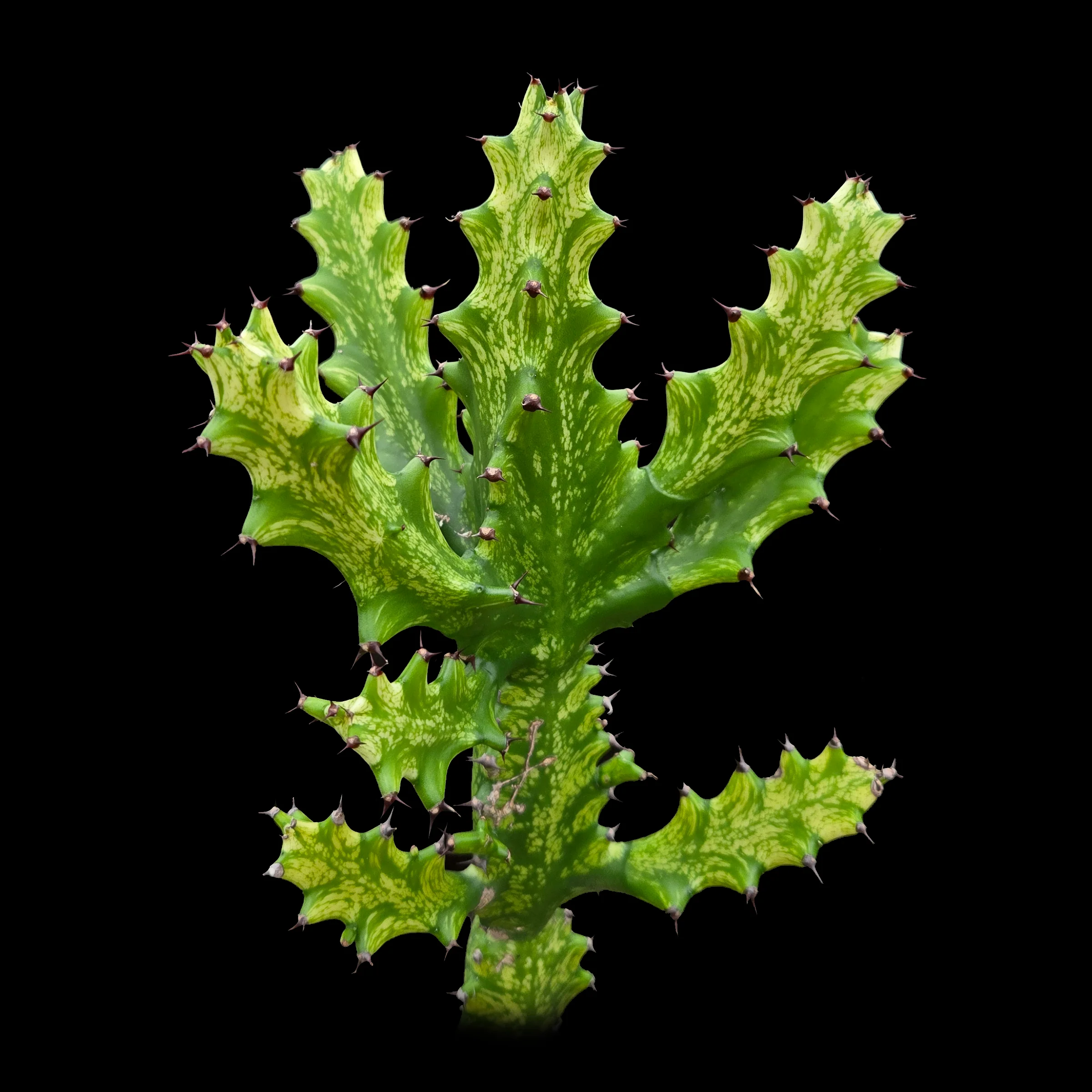 Euphorbia lactea 'Dragon Bones' Variegated (WA Prohibited)