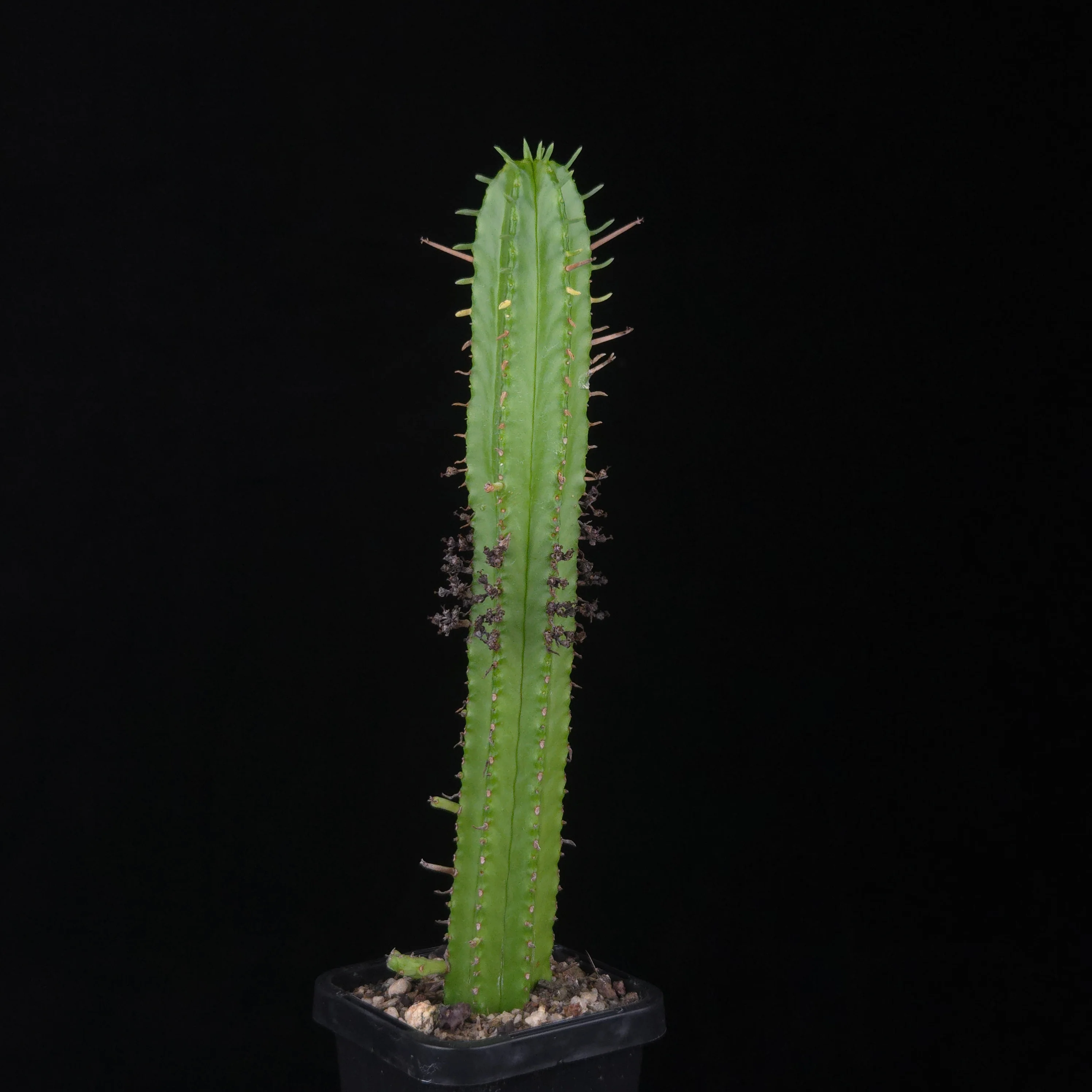 Euphorbia mammillaris (WA Prohibited) - Image 4