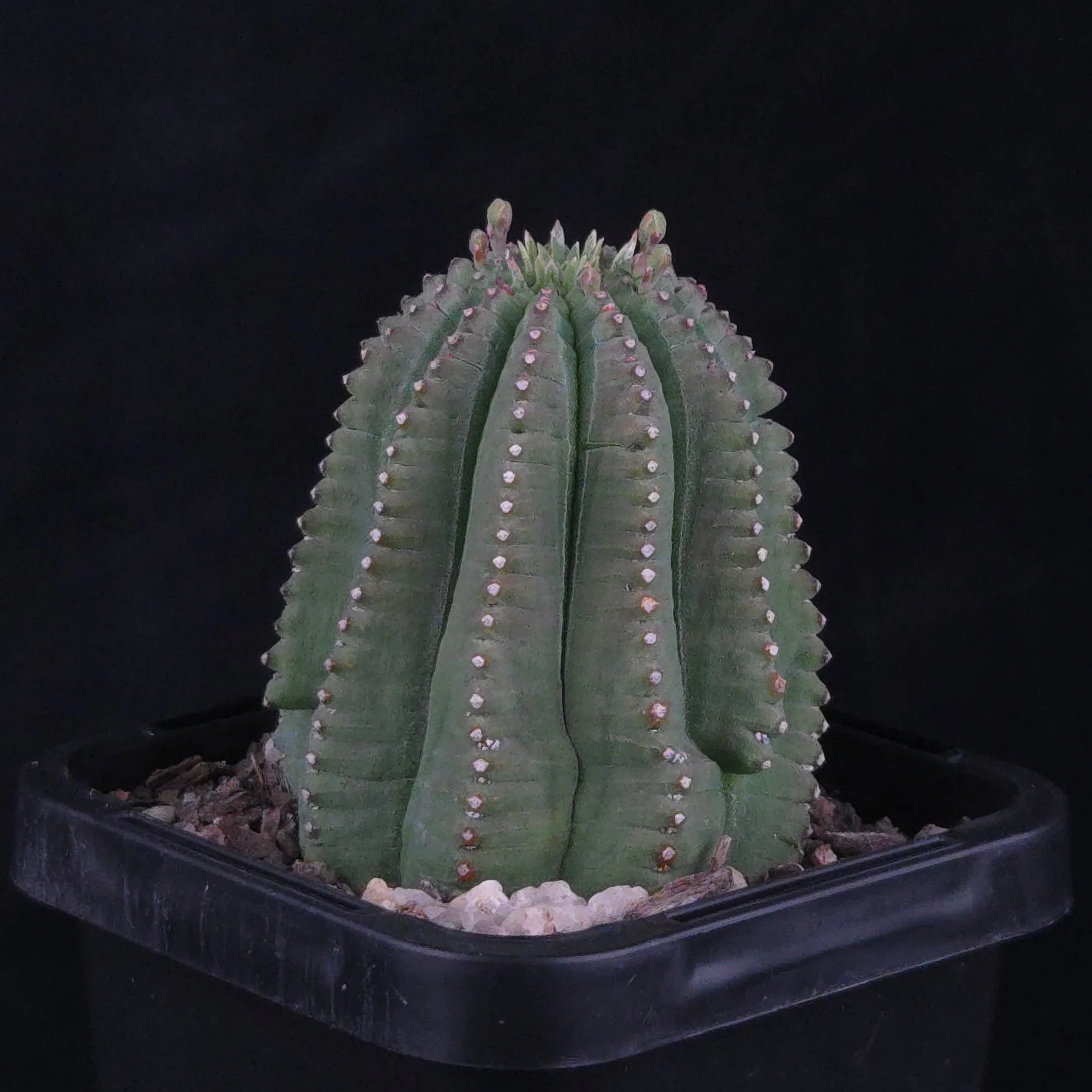 Euphorbia meloformis var. falsa (WA Prohibited) - Image 2