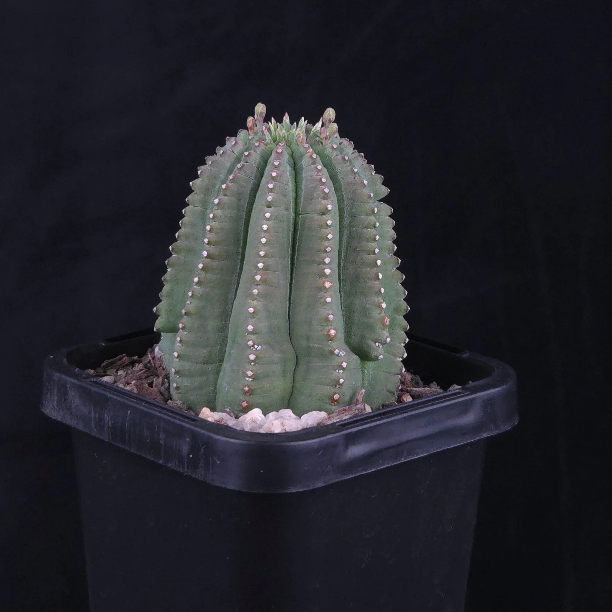 Euphorbia meloformis var. falsa (WA Prohibited) - Image 3