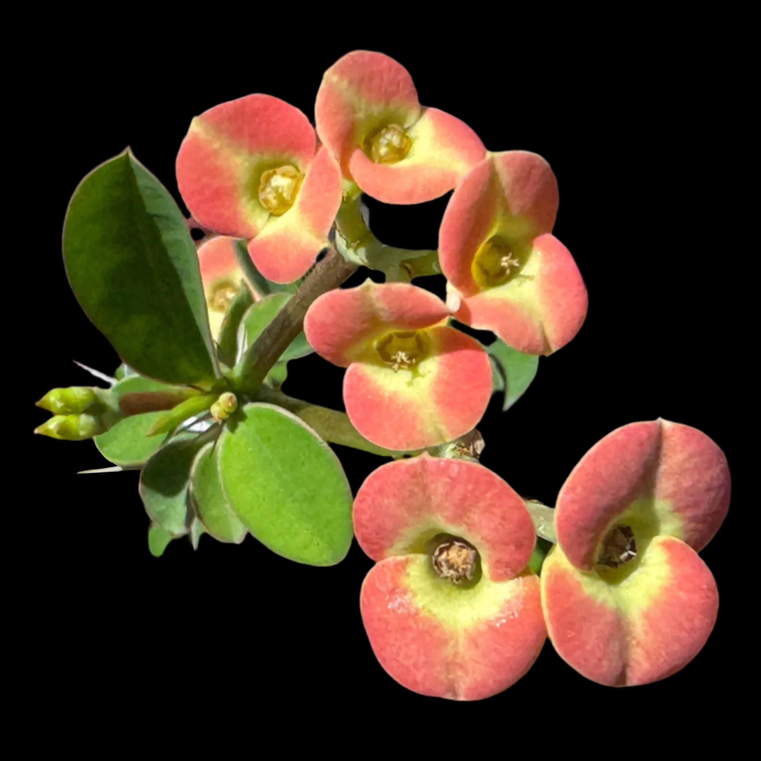 Euphorbia milii 'Petite Orange' - Crown of Thorns (WA Prohibited)