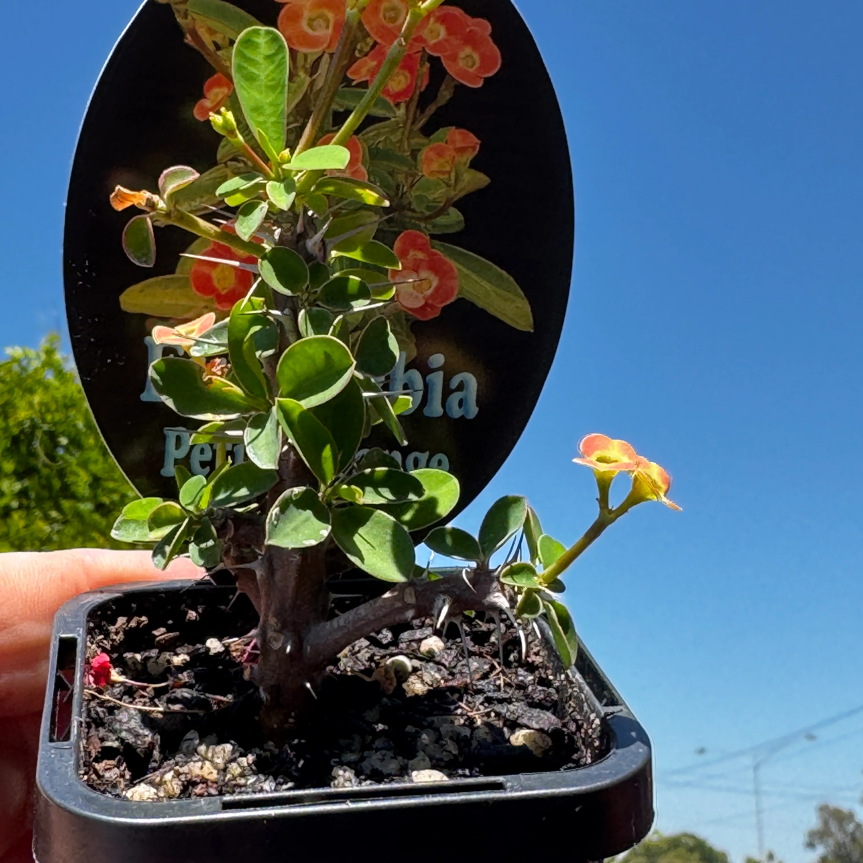 Euphorbia milii 'Petite Orange' - Crown of Thorns (WA Prohibited) - Image 2