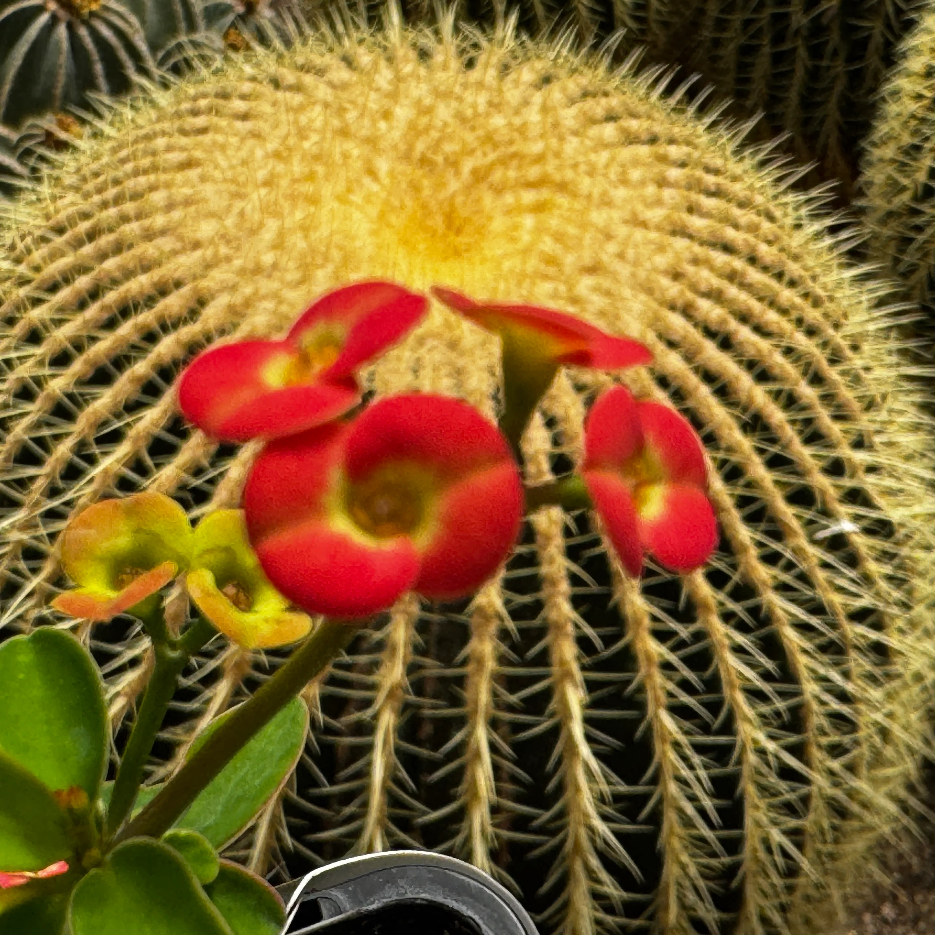 Euphorbia milii 'Petite Orange' - Crown of Thorns (WA Prohibited) - Image 3