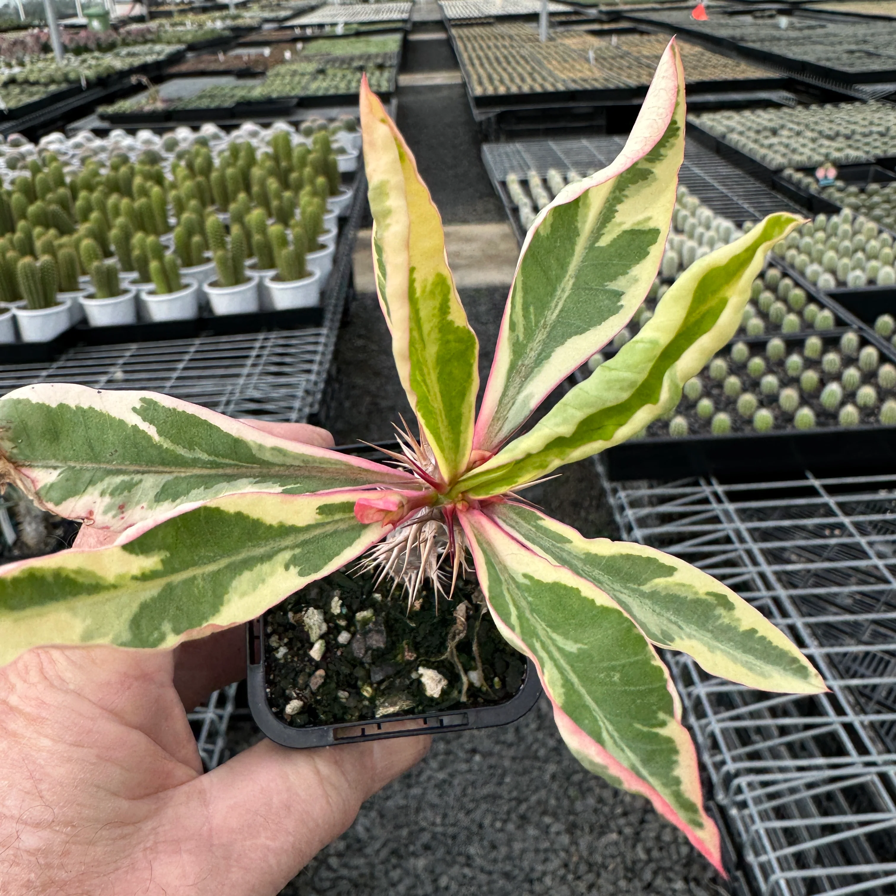 Euphorbia milii variegata - The Variegated Crown of Thorns (WA Prohibited) - Image 5