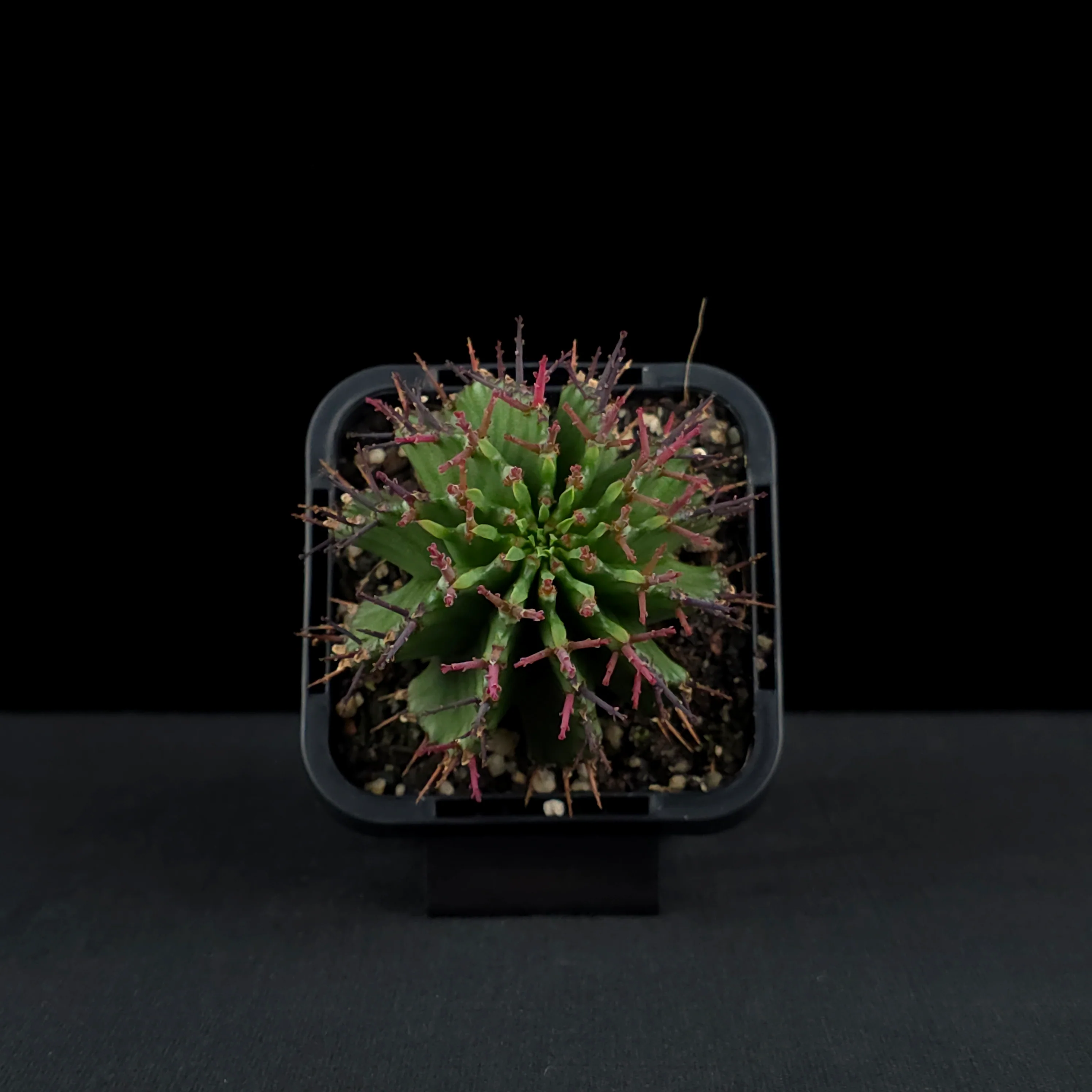 Euphorbia polygona (WA Prohibited) - Image 4