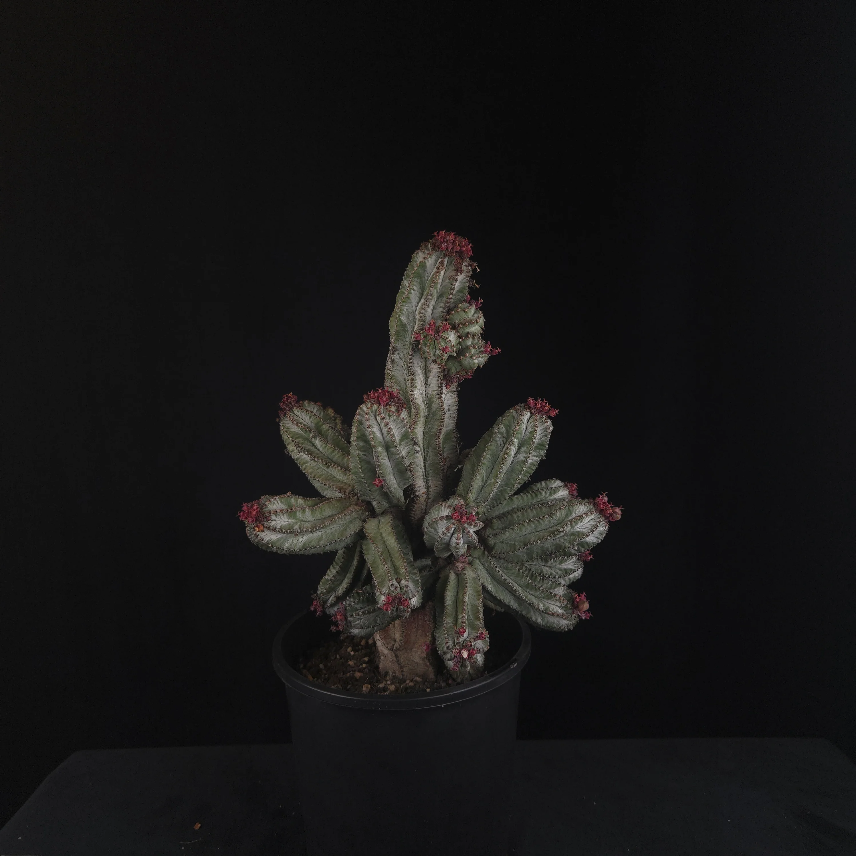 Euphorbia polygona 'Azure' (WA Prohibited) - Image 5