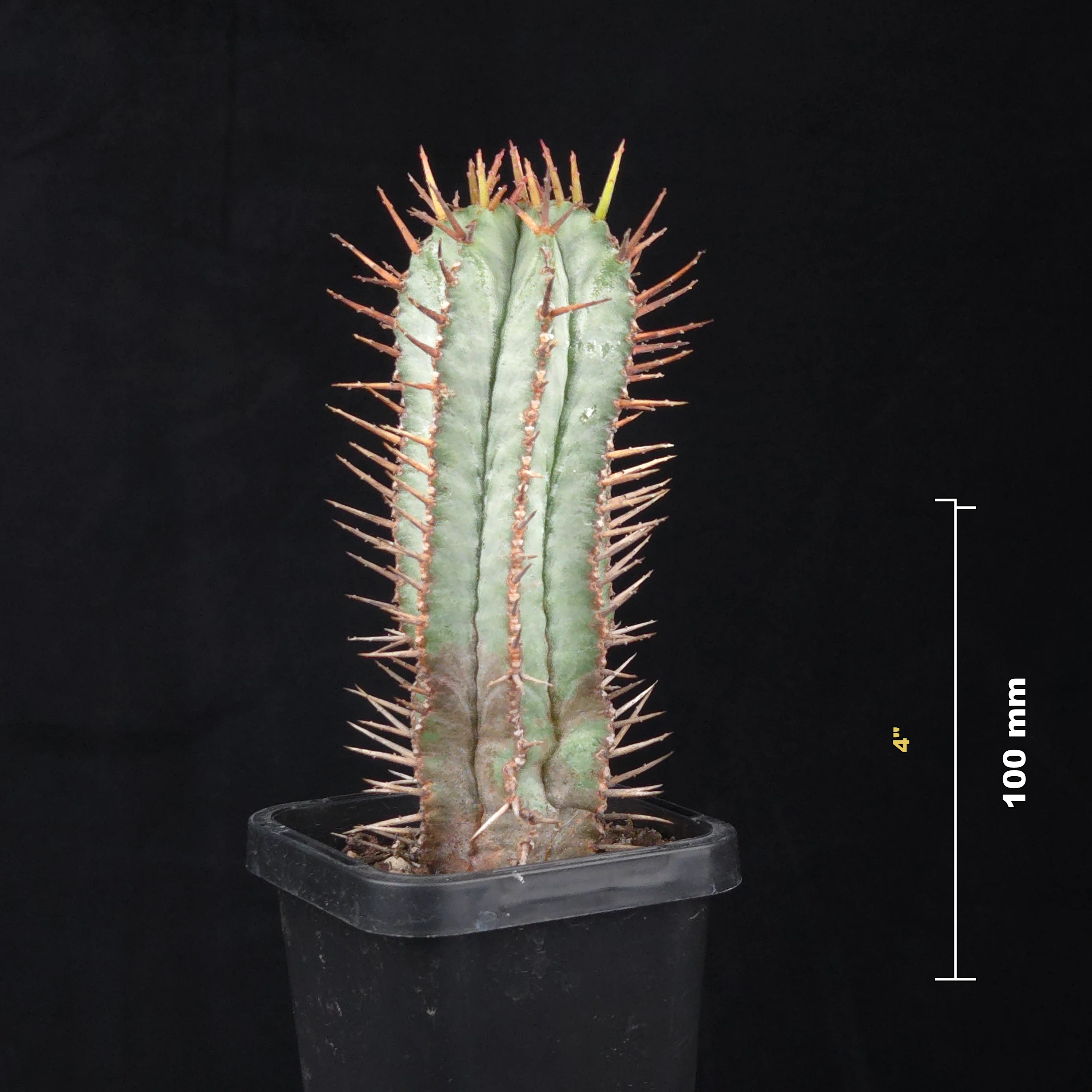 Euphorbia polygona 'Paradisian Blue' (WA Prohibited) - Image 3