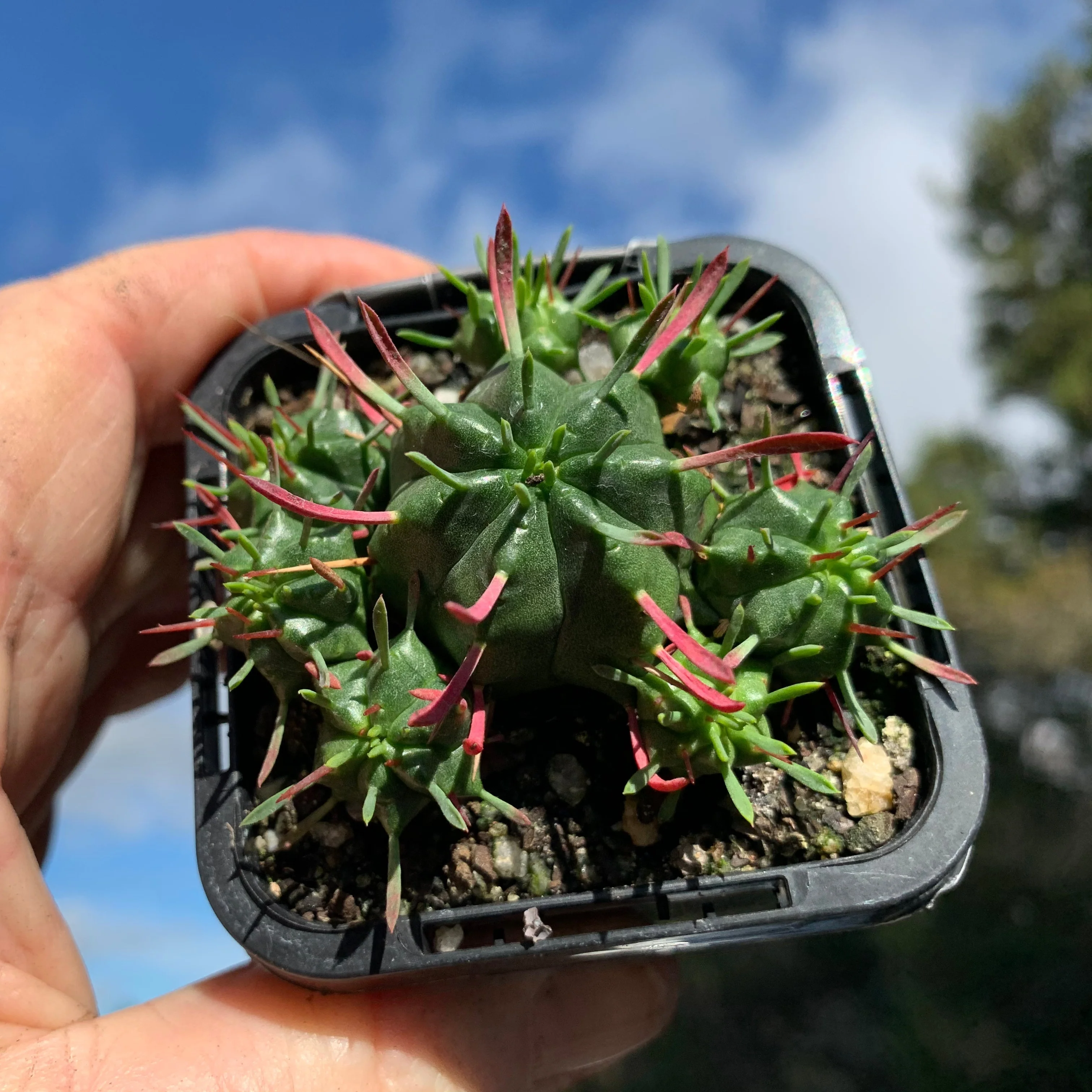 Euphorbia pulvinata (WA Prohibited) - Image 3