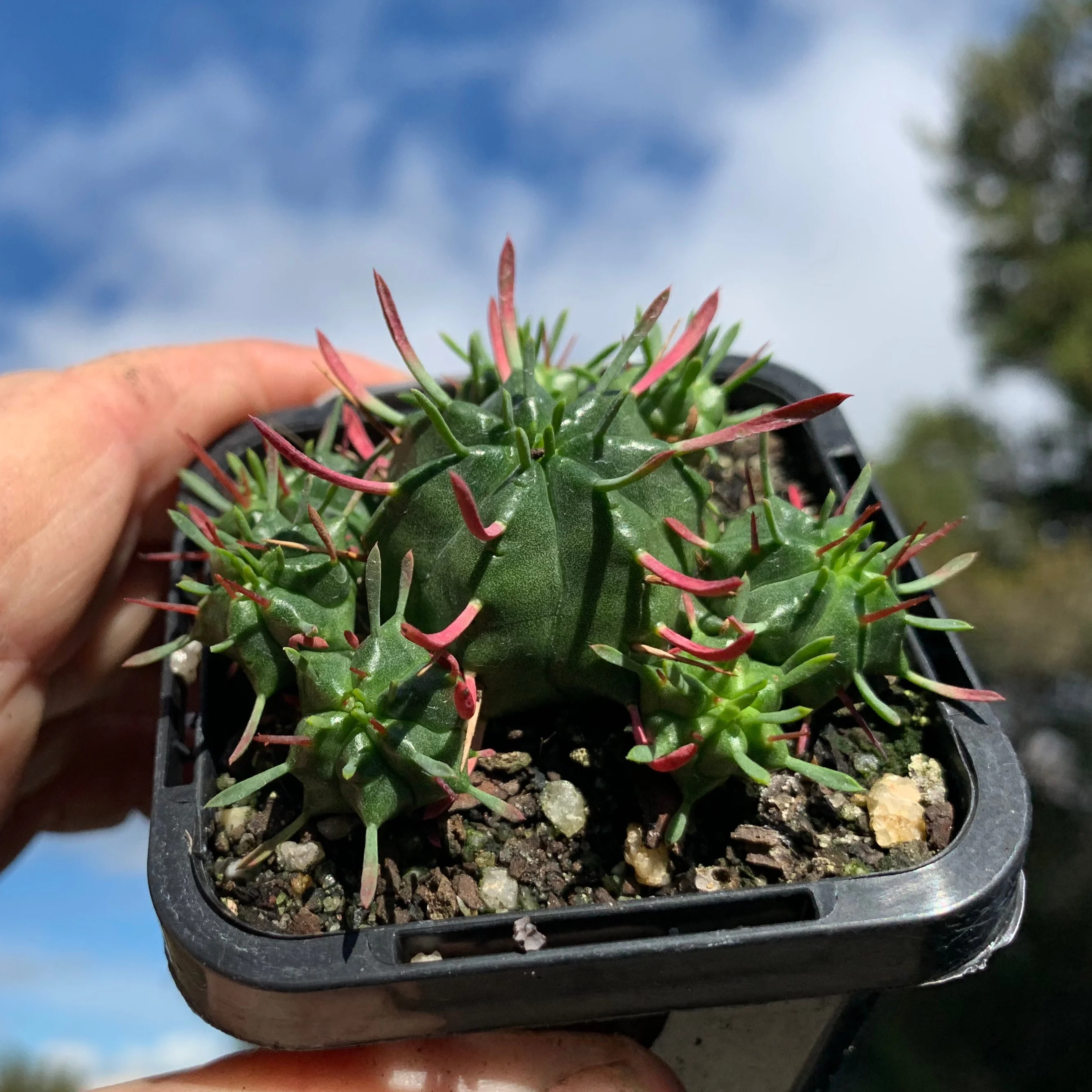 Euphorbia pulvinata (WA Prohibited) - Image 5
