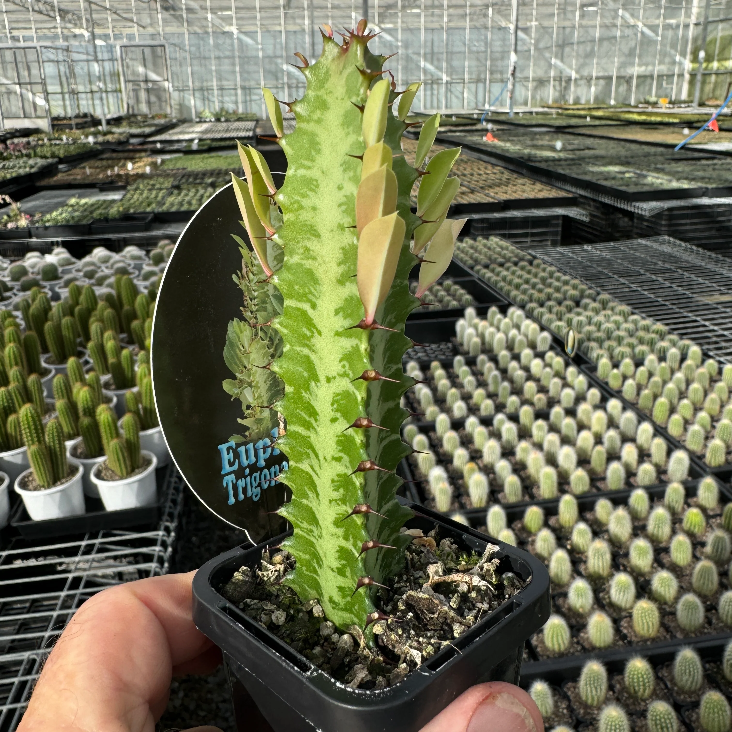 Euphorbia trigona 'Green Form' - African Milk Tree (WA Prohibited) - Image 2