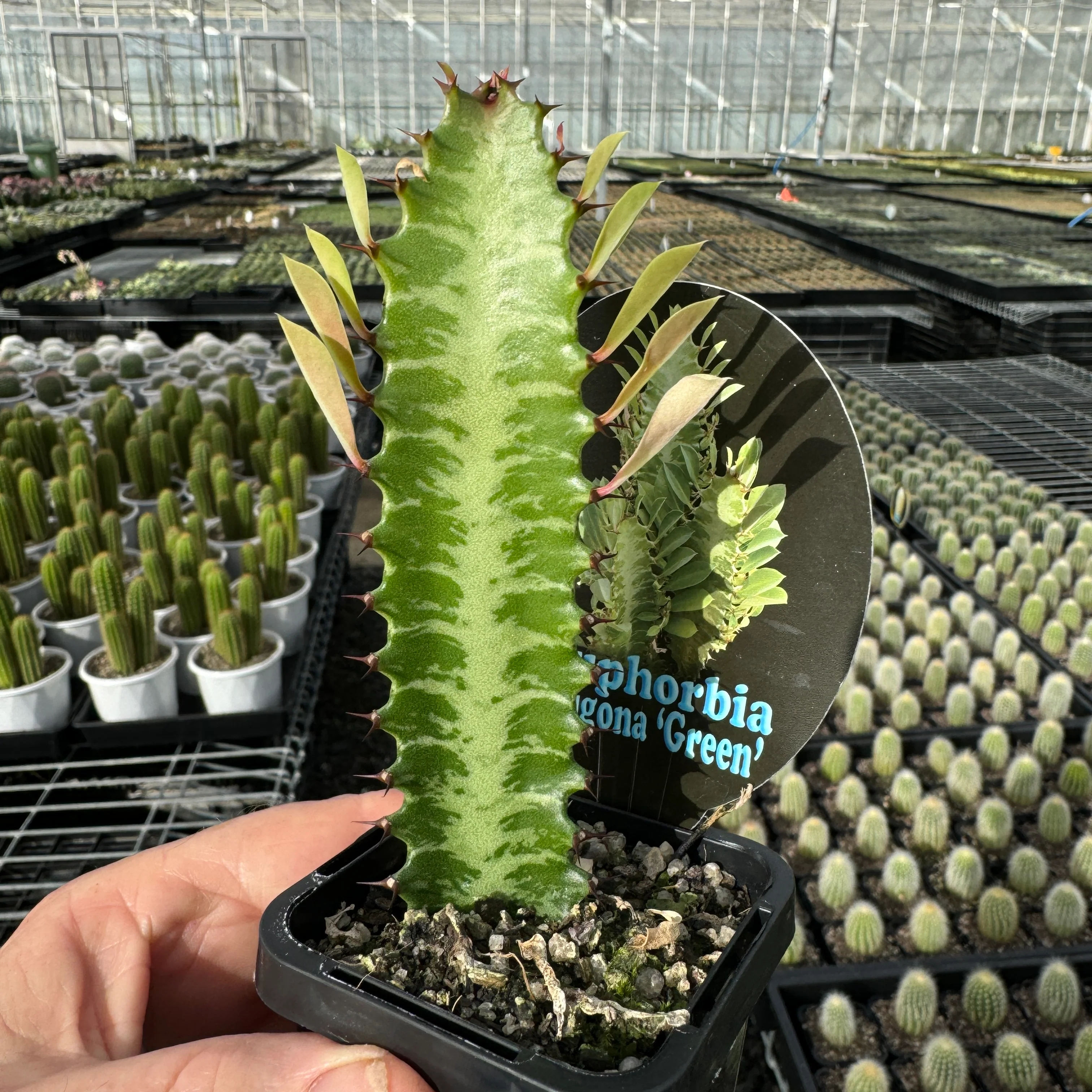Euphorbia trigona 'Green Form' - African Milk Tree (WA Prohibited) - Image 3