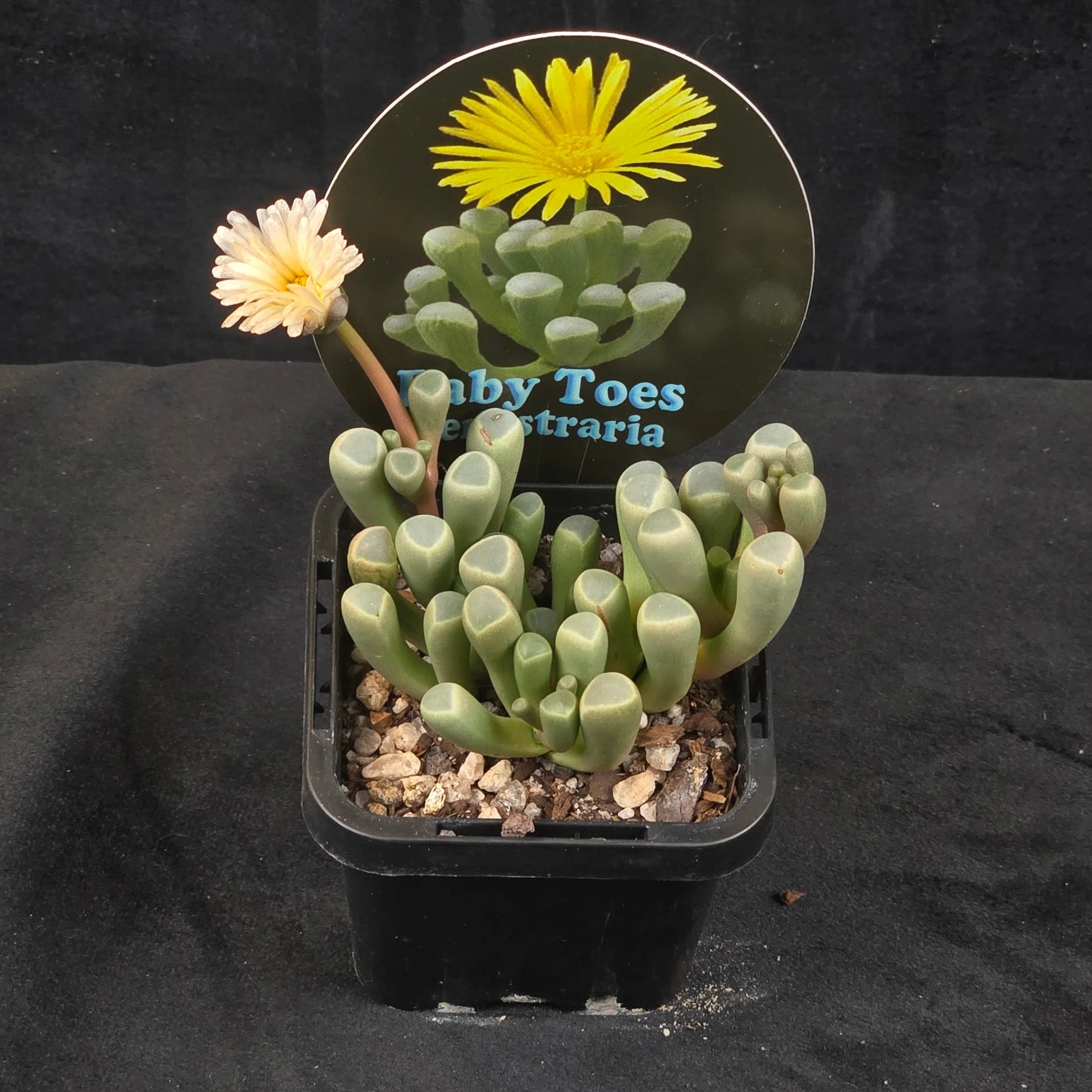 Fenestraria rhopalophylla subs. aurantiaca 'Baby Toes' - Image 3